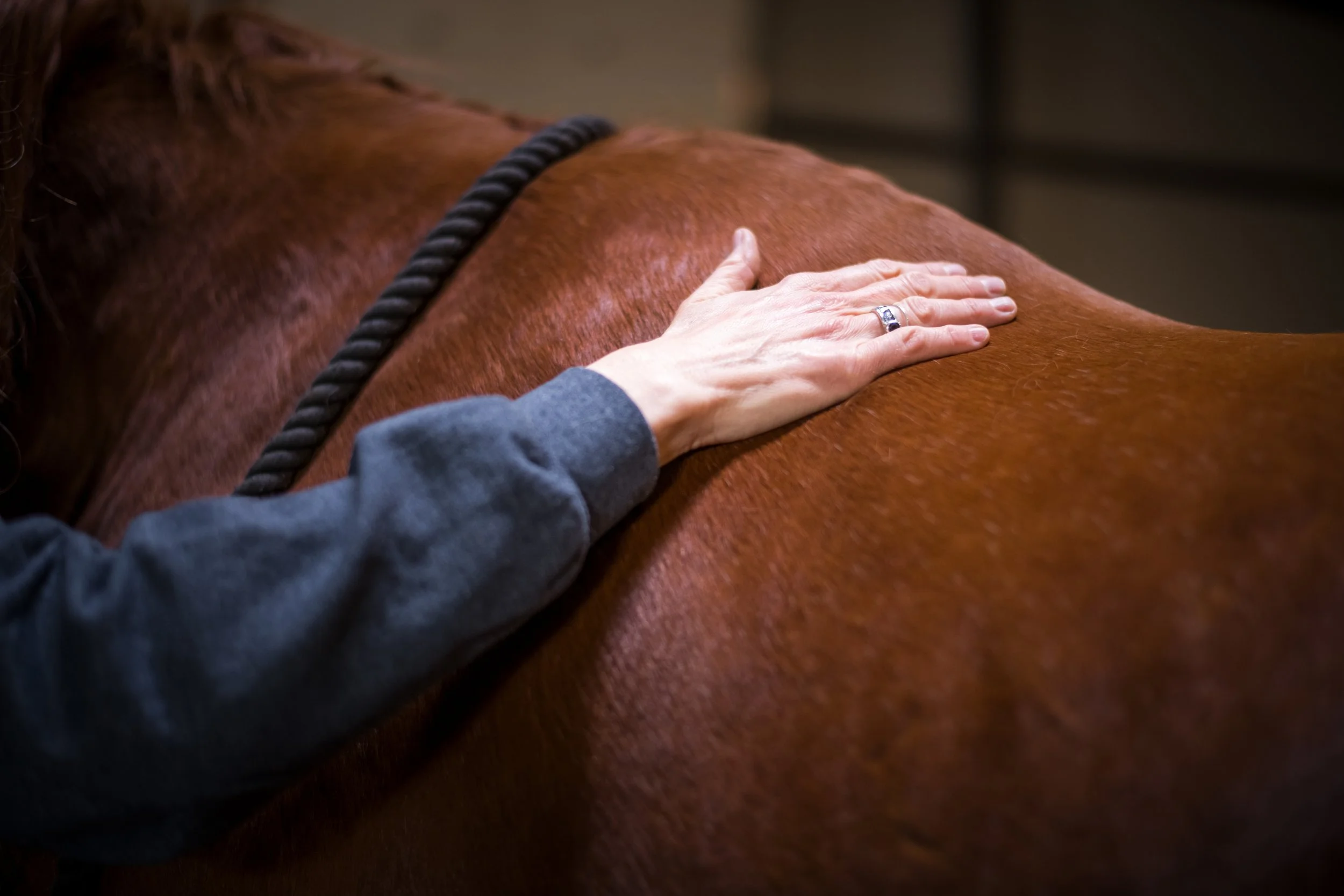 Equine Tensegrity Balancing Therapy with The Equine Bodyworker Catherin Gunkel Calgary Alberta