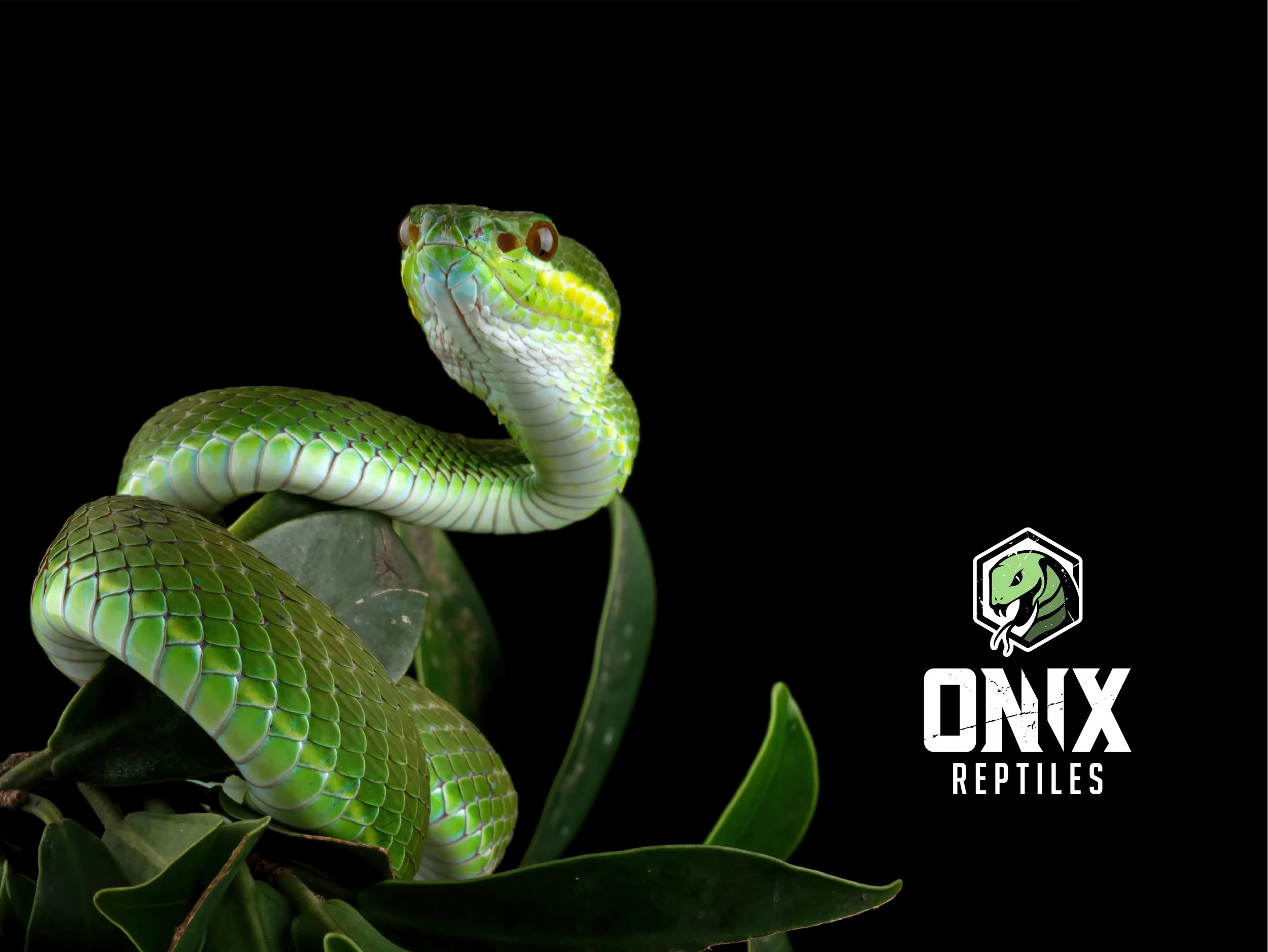 ONIX_REPTILES_LOGO_WEB_SHOWCASE-03.jpg