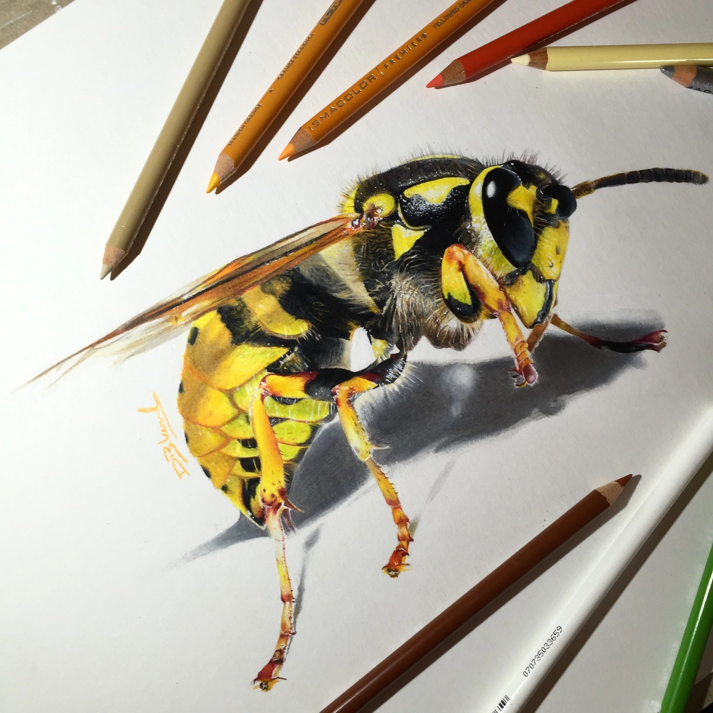 Wasp.jpg
