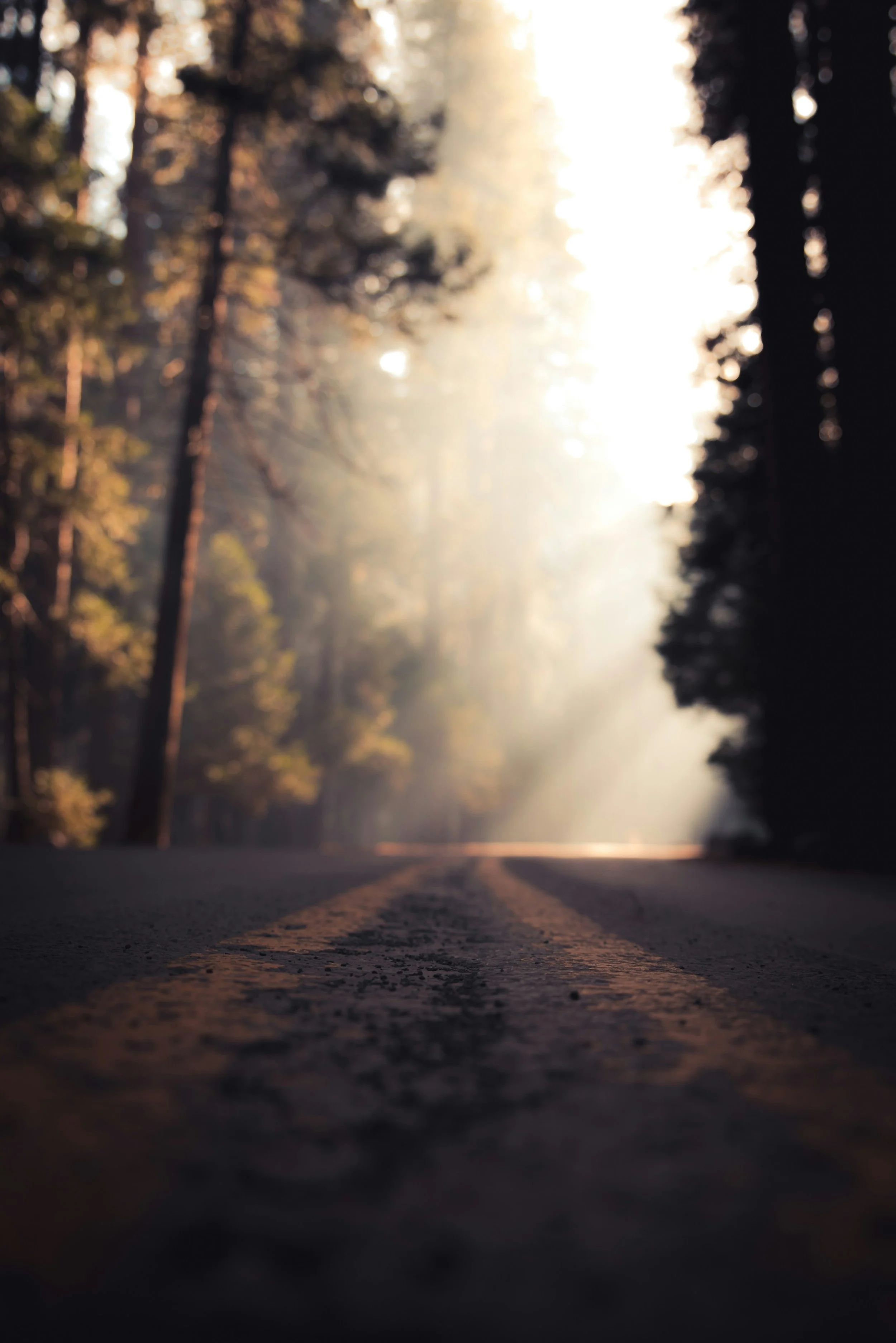 A forest road with sunlight streaming through tall trees on both sides, creating a hazy and serene atmosphere.