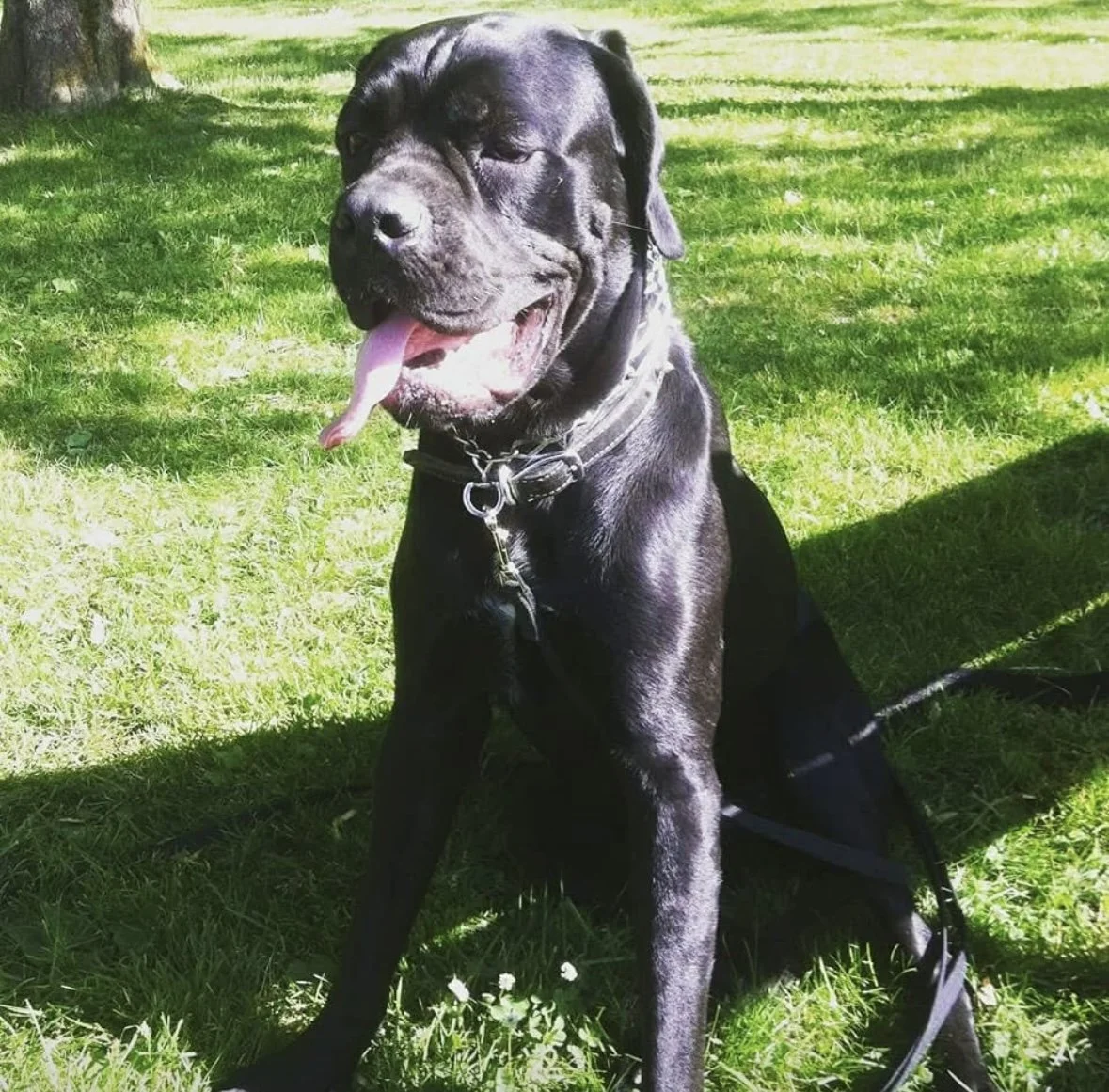 Reference Photo of Willow