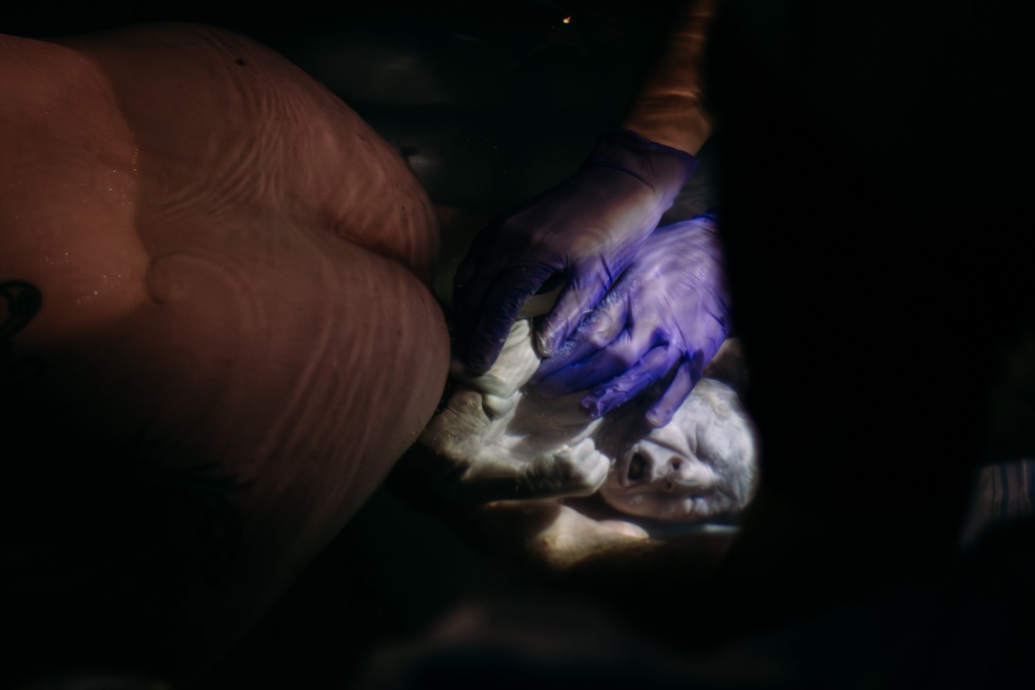 A newborn baby being delivered underwater by a person wearing gloves.