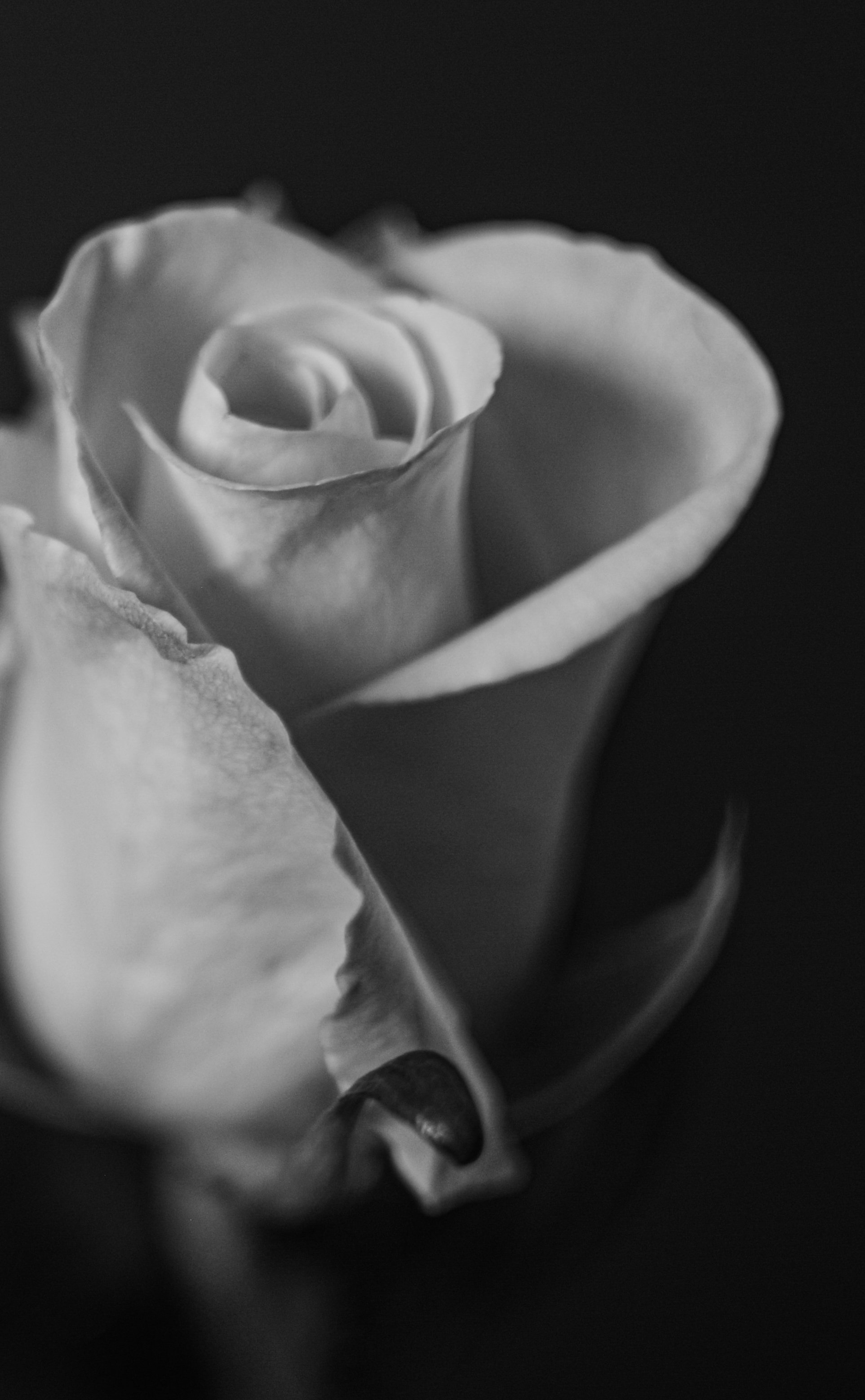 fine art-9.jpg