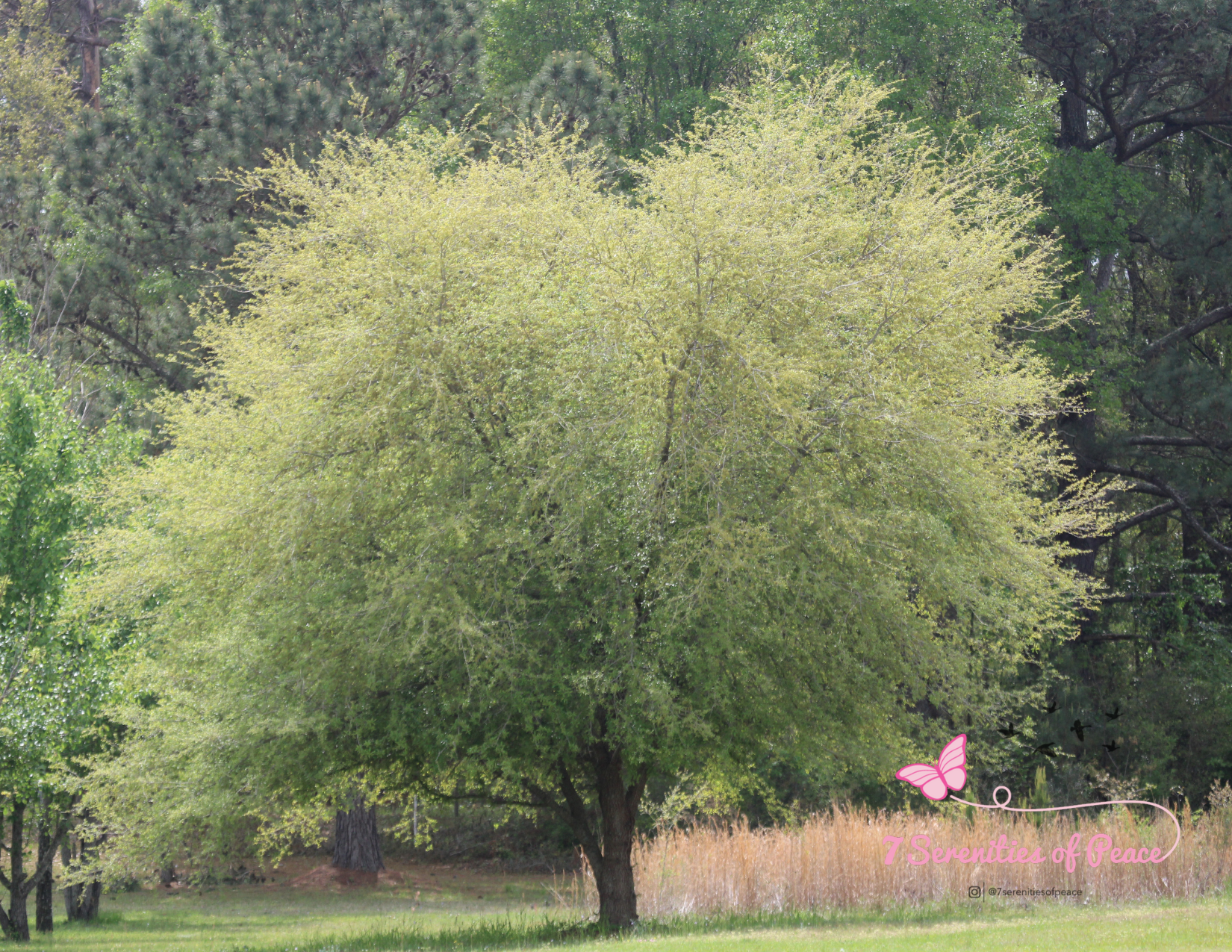 Large green tree in a field with dense foliage