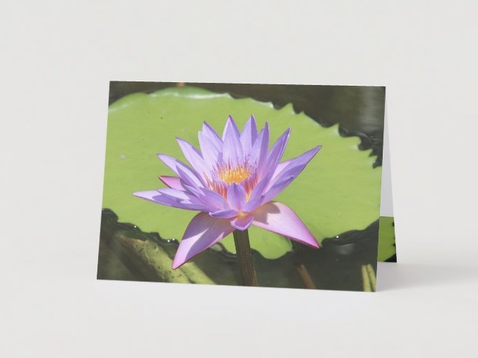 all occasion water lily 1.jpeg