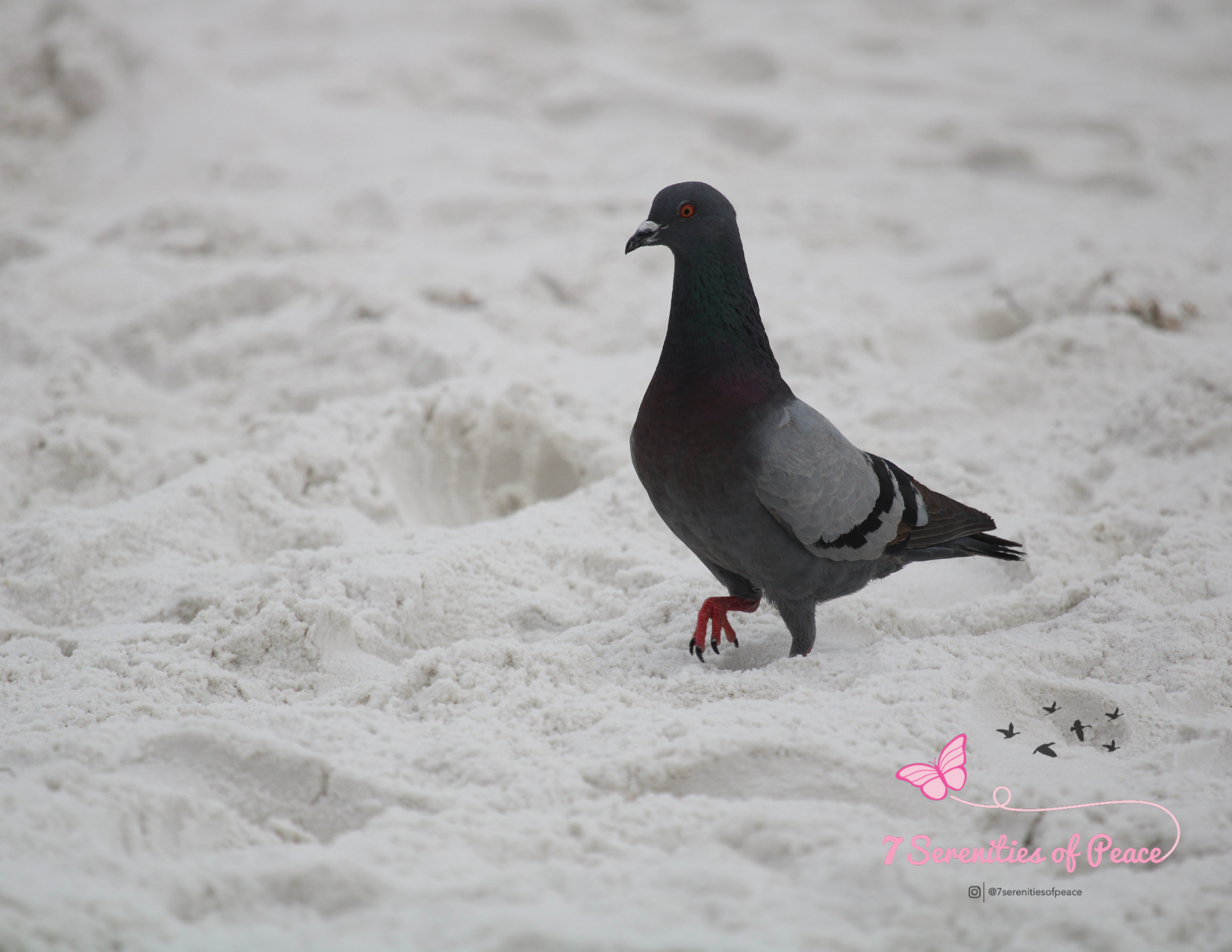 Pigeon standing on sandy beach with logo "7 Serenities of Peace" in bottom right corner.