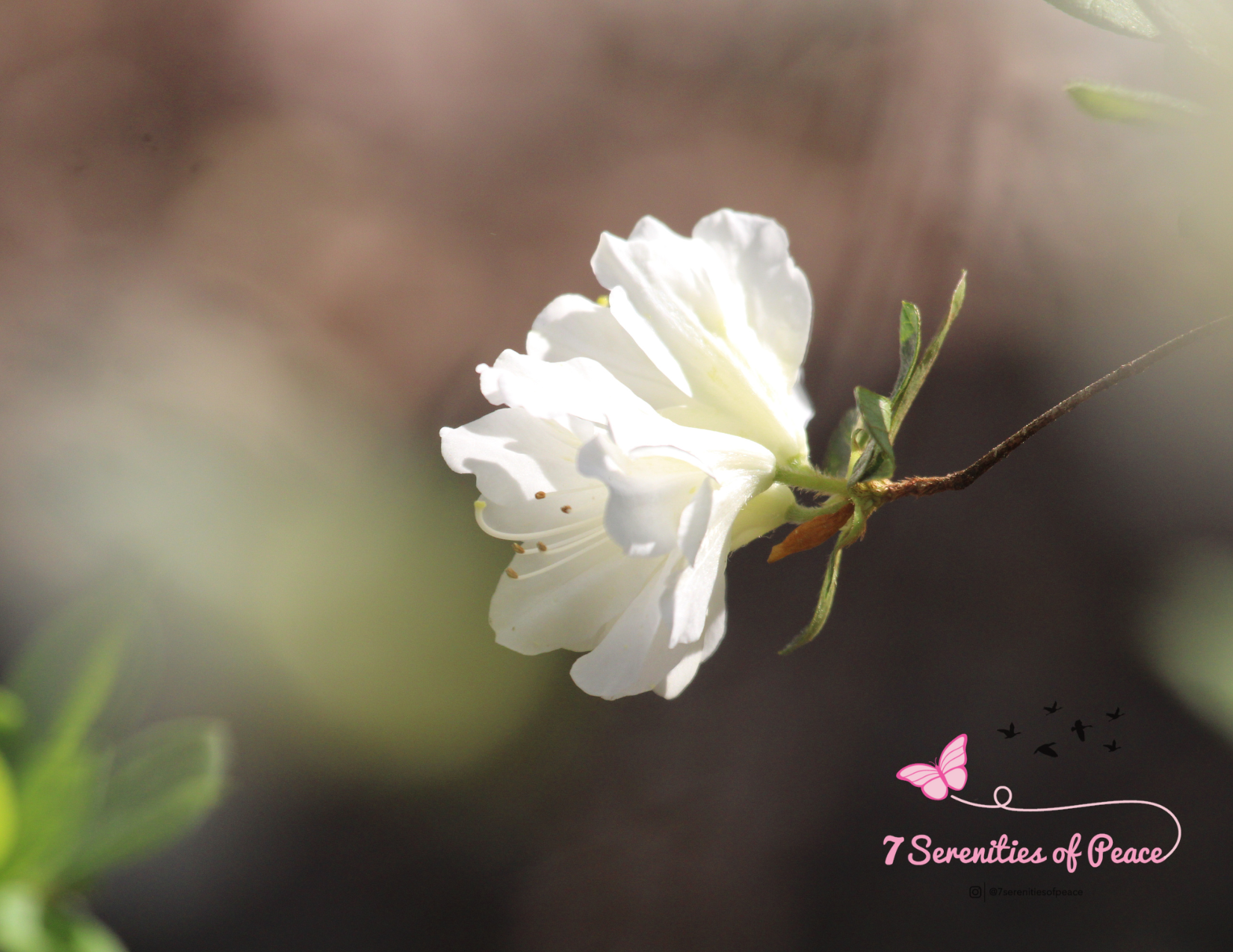 Close-up of a white flower with green leaves and a blurred background