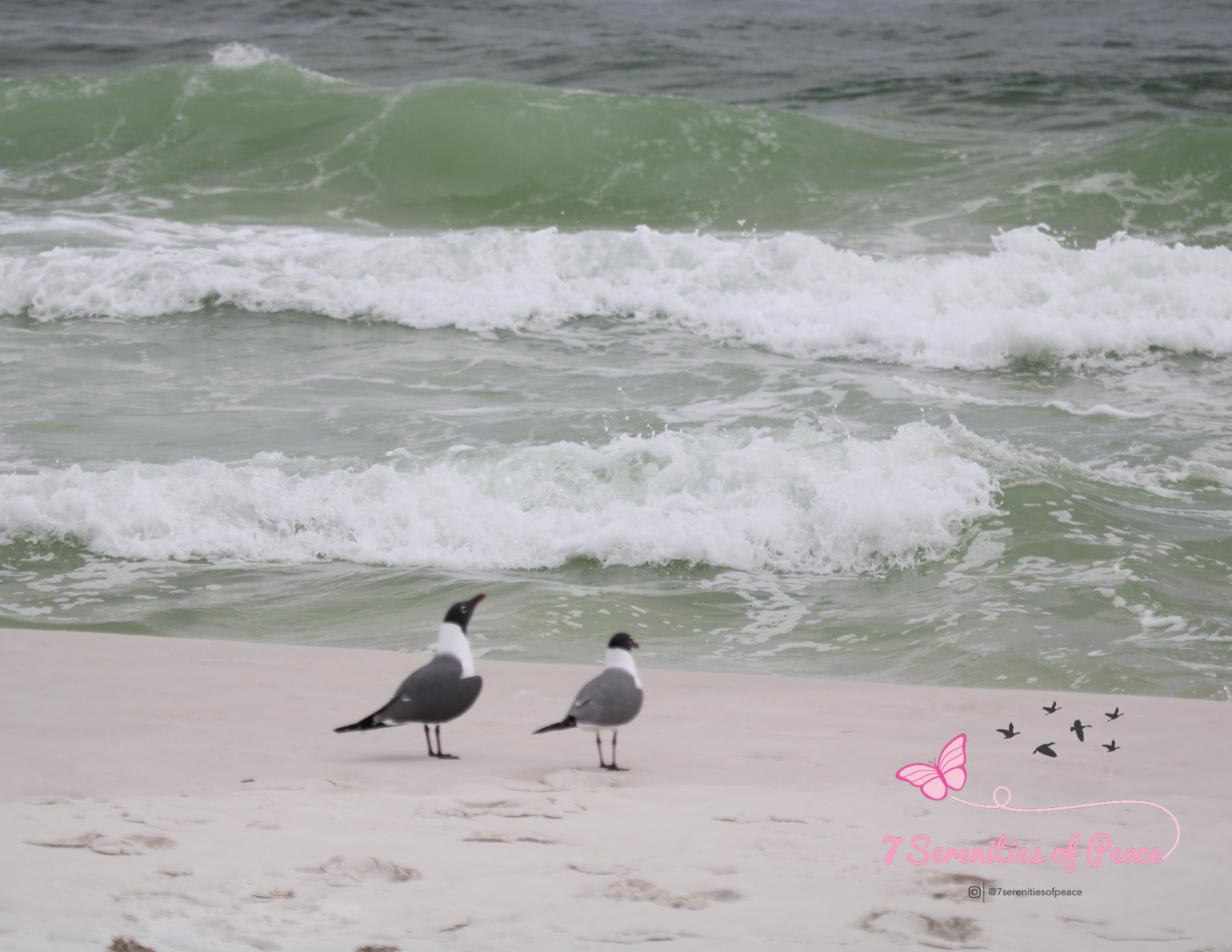 Two seagulls on a sandy beach with ocean waves in the background.