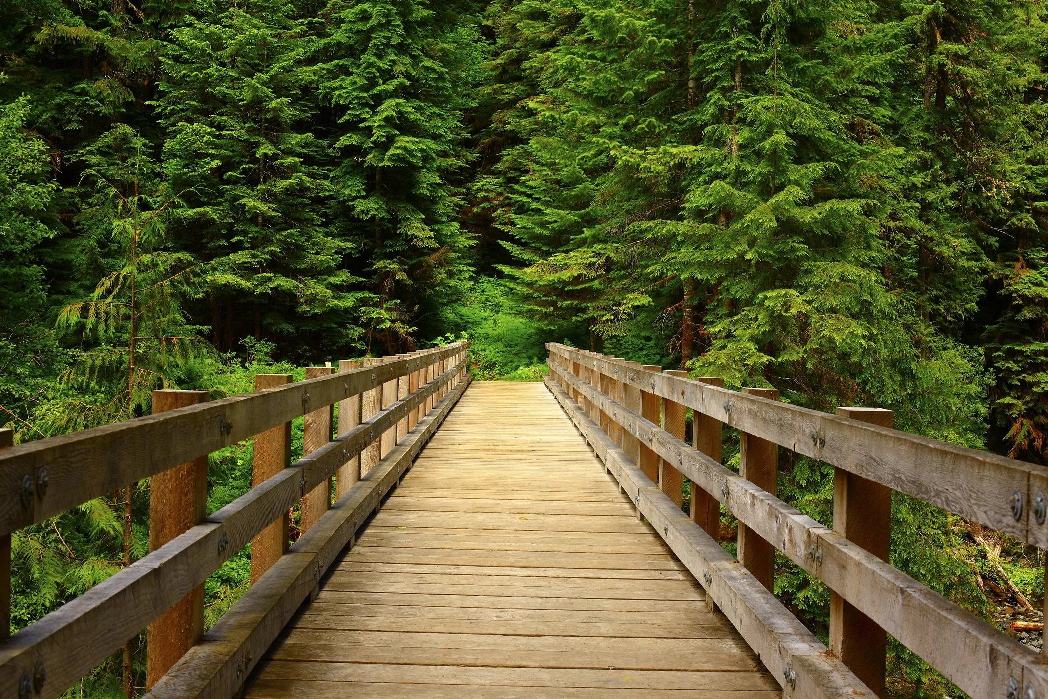 A wooden bridge walkway in a lush green forest.