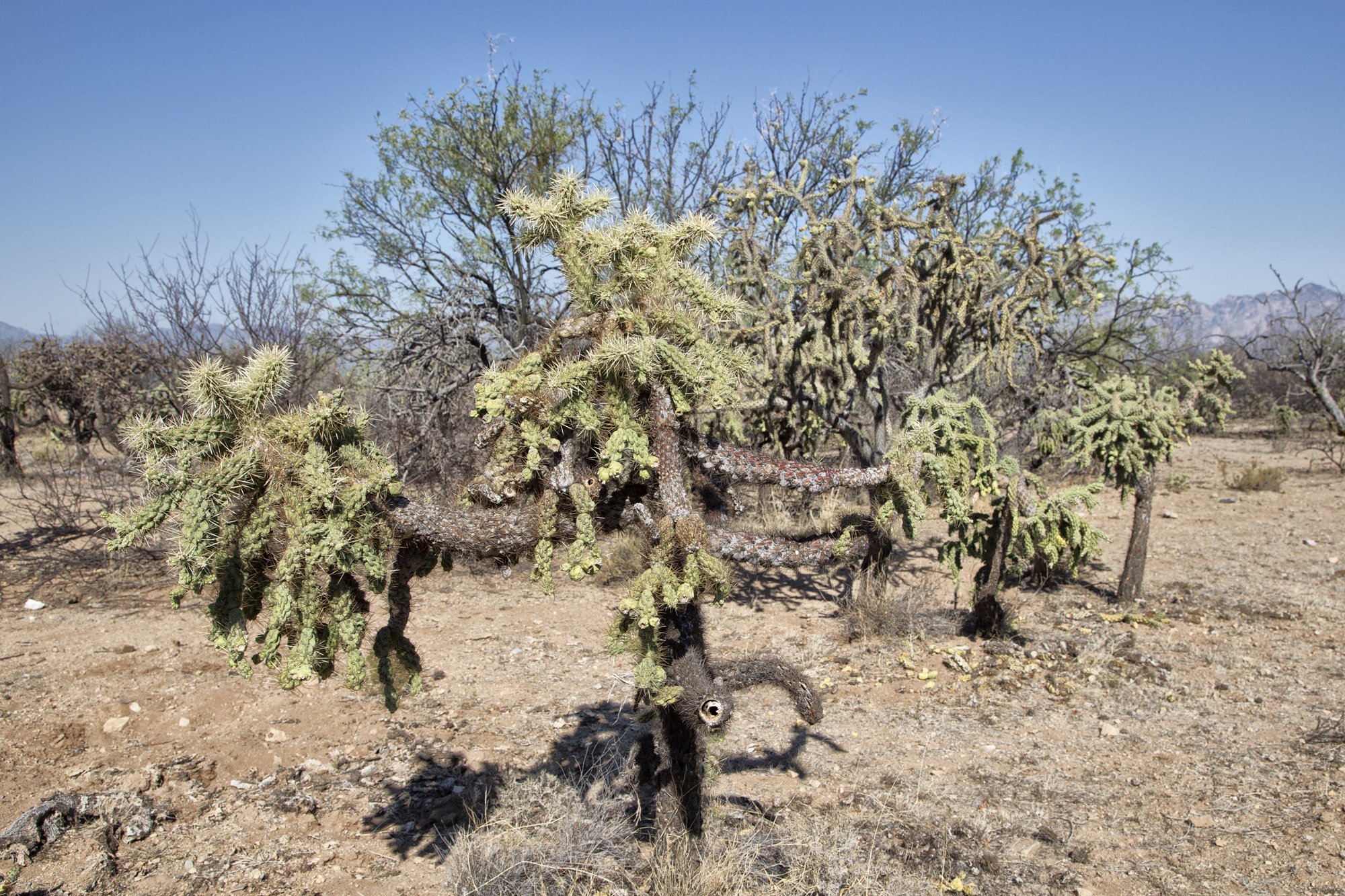 Sierrita Mountains, AZ,3.jpg