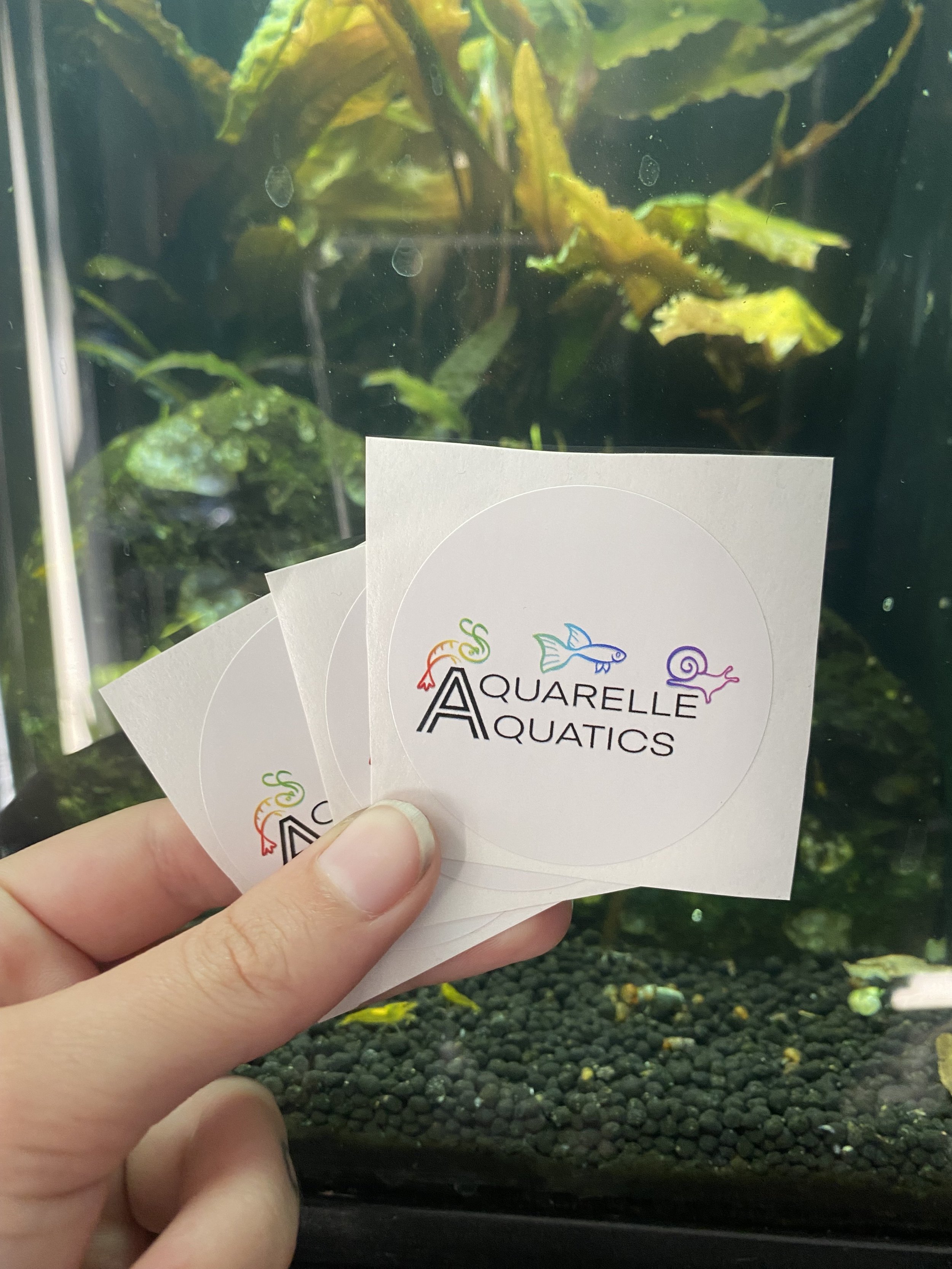 Aquarelle Aquatics Logo Sticker