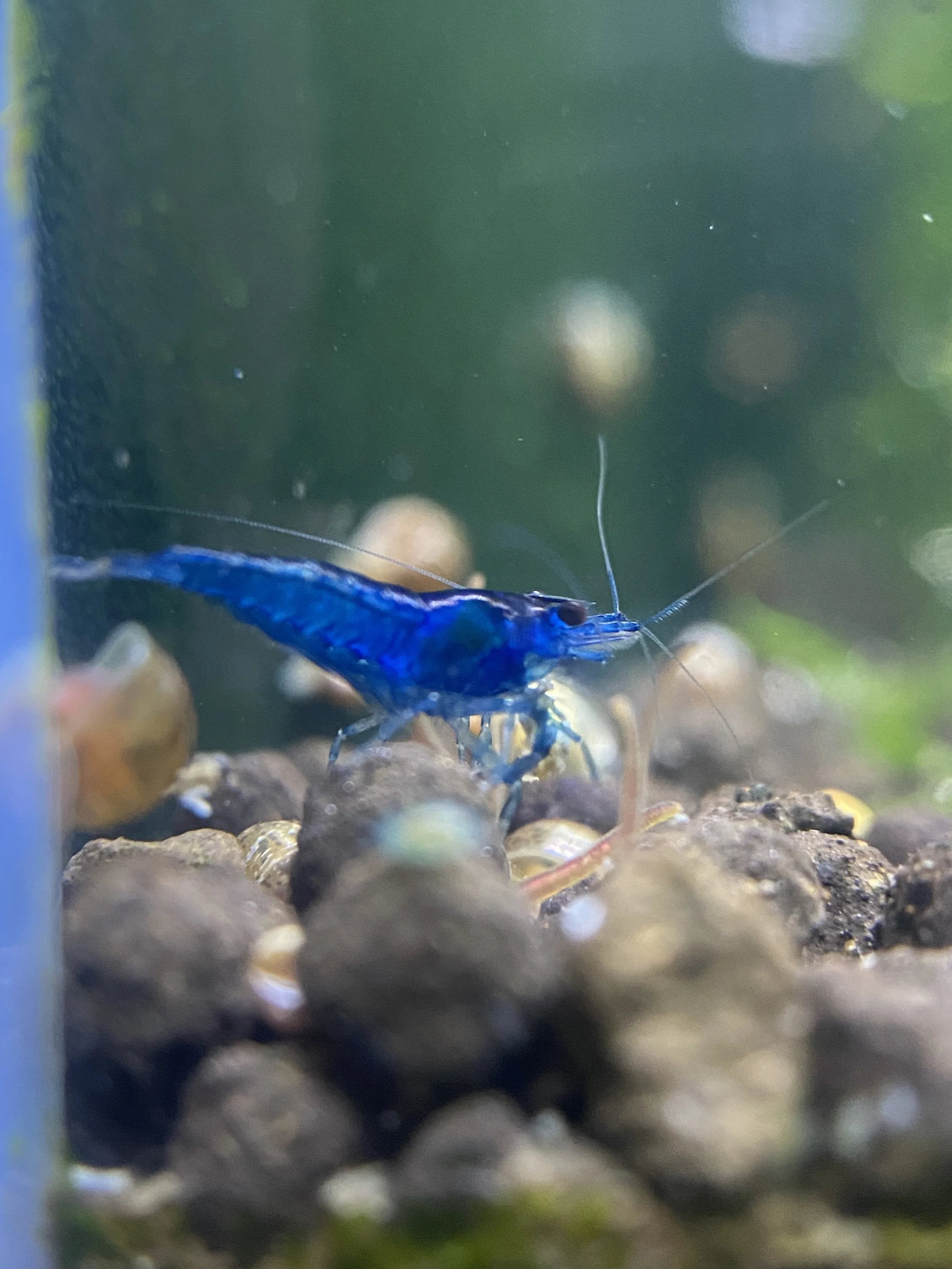 Blue Dream Cherry Shrimp
