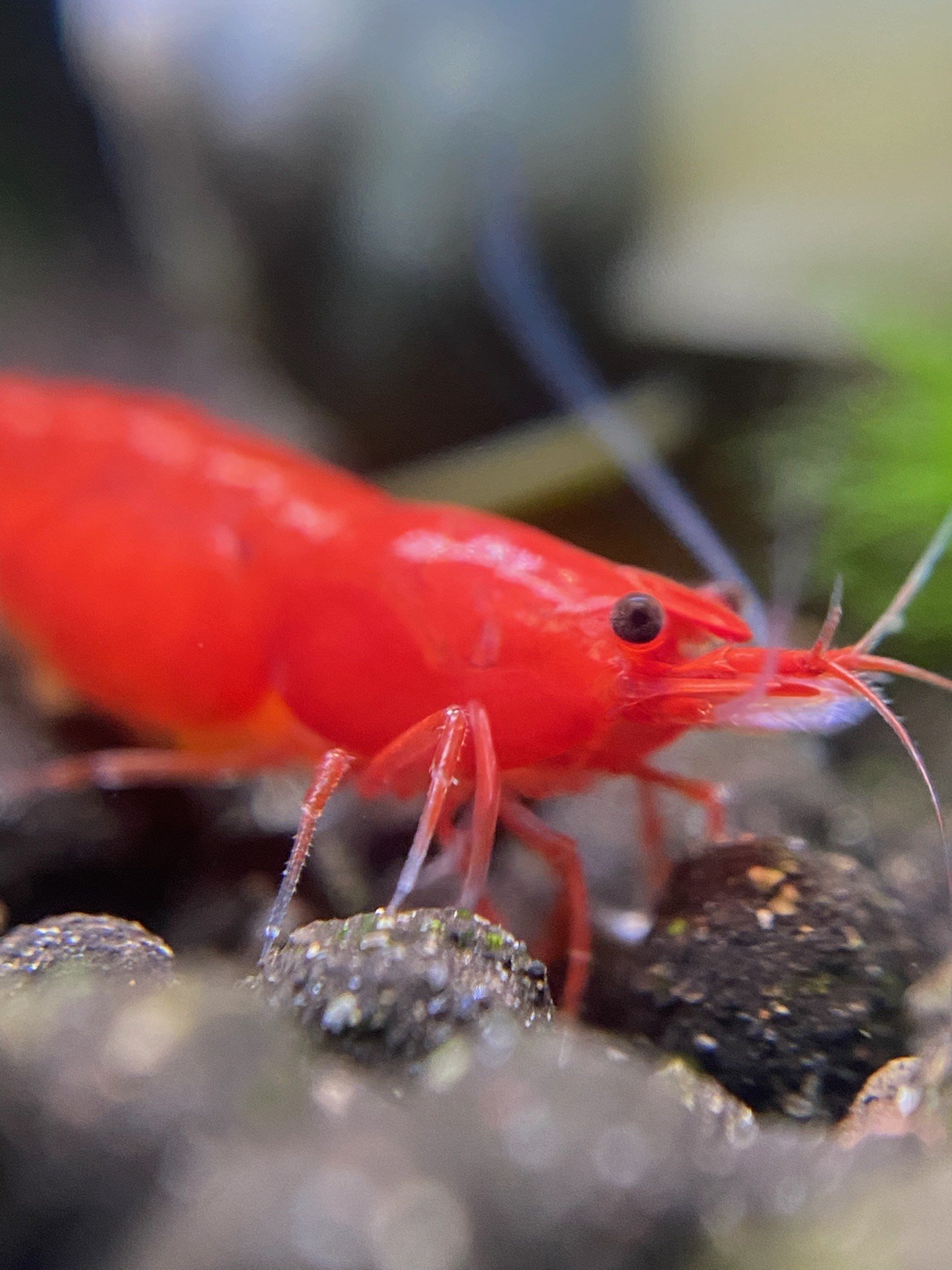 The Red Shrimp cautiously explores its surroundings, using its sensitive antennae to detect food particles in the water