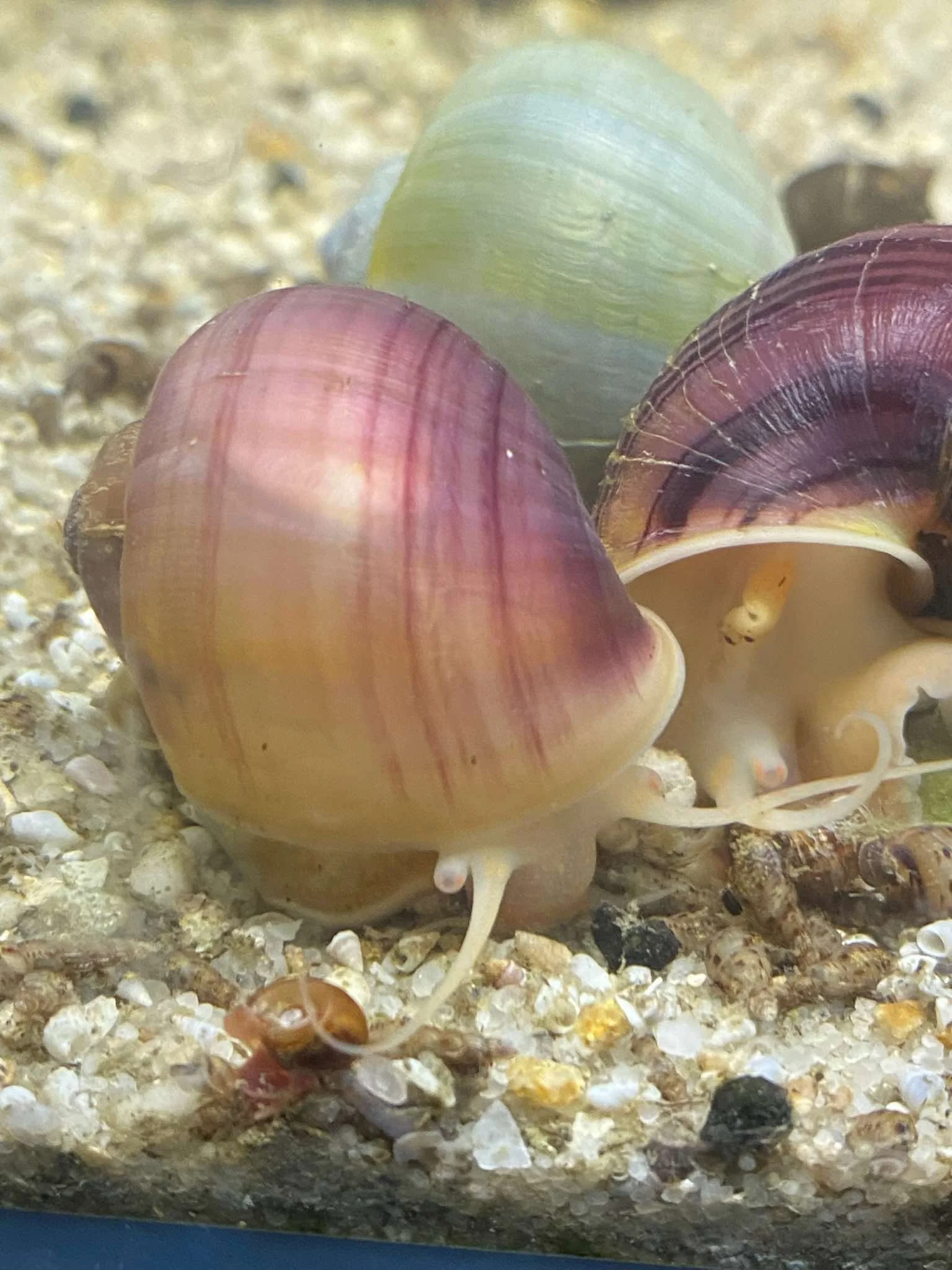 Colourful Mystery Snails Eating