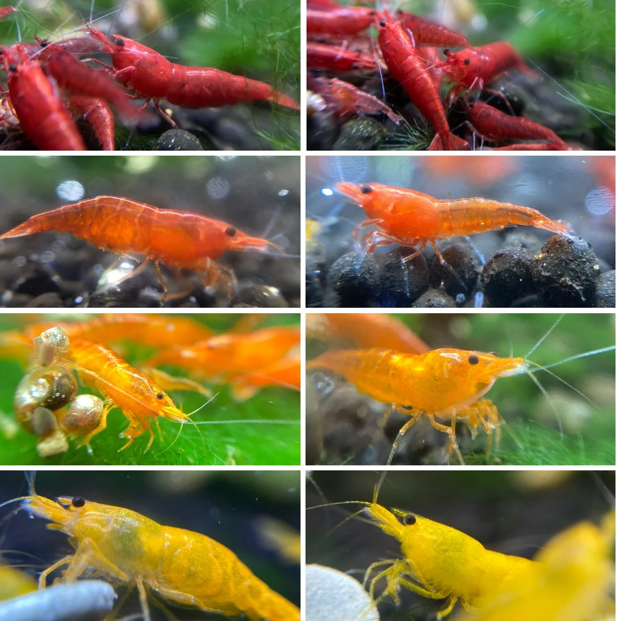 Cherry Shrimp (Neocaridina) Care Guide: