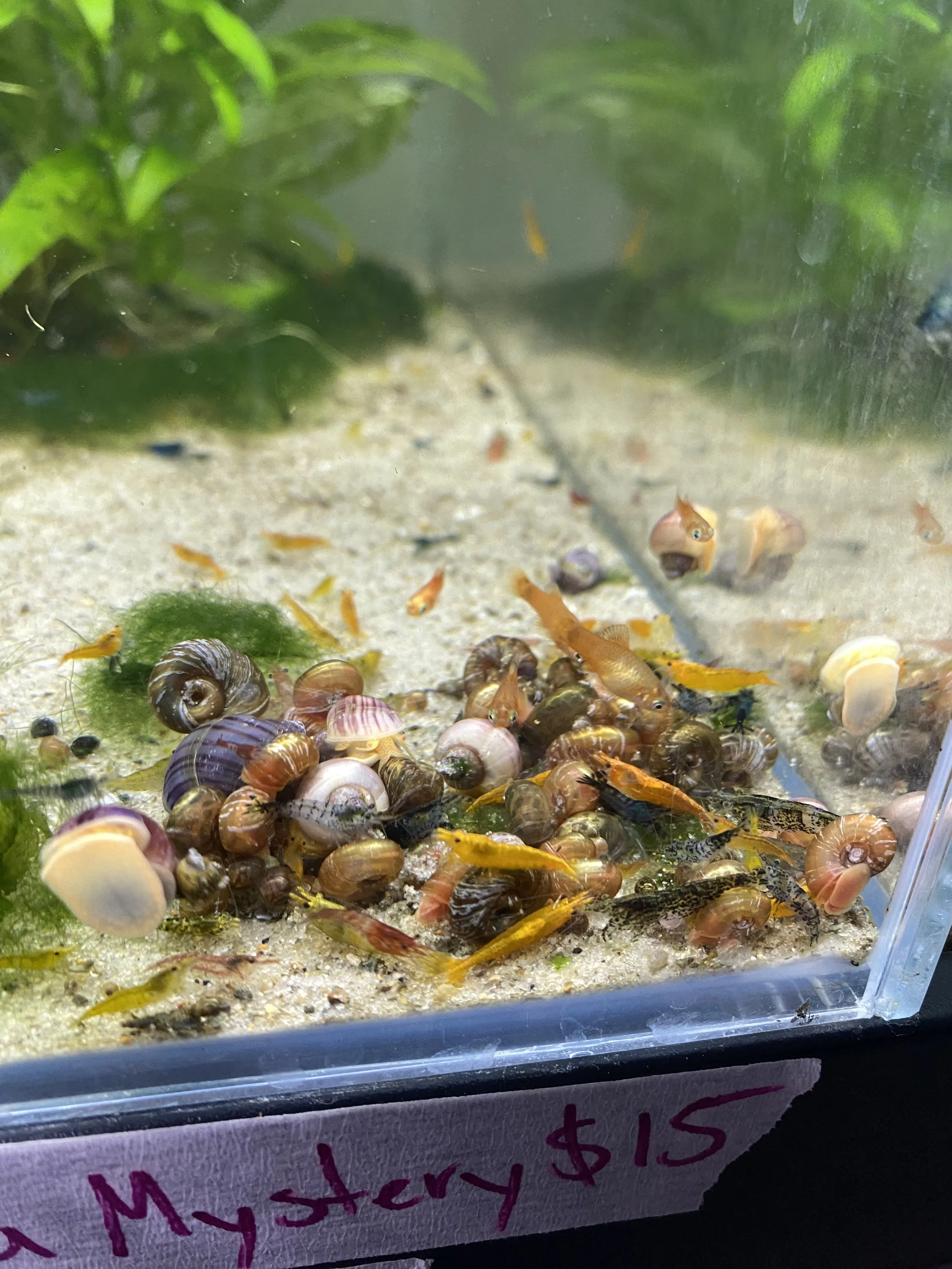 Mystery Snail Care Guide