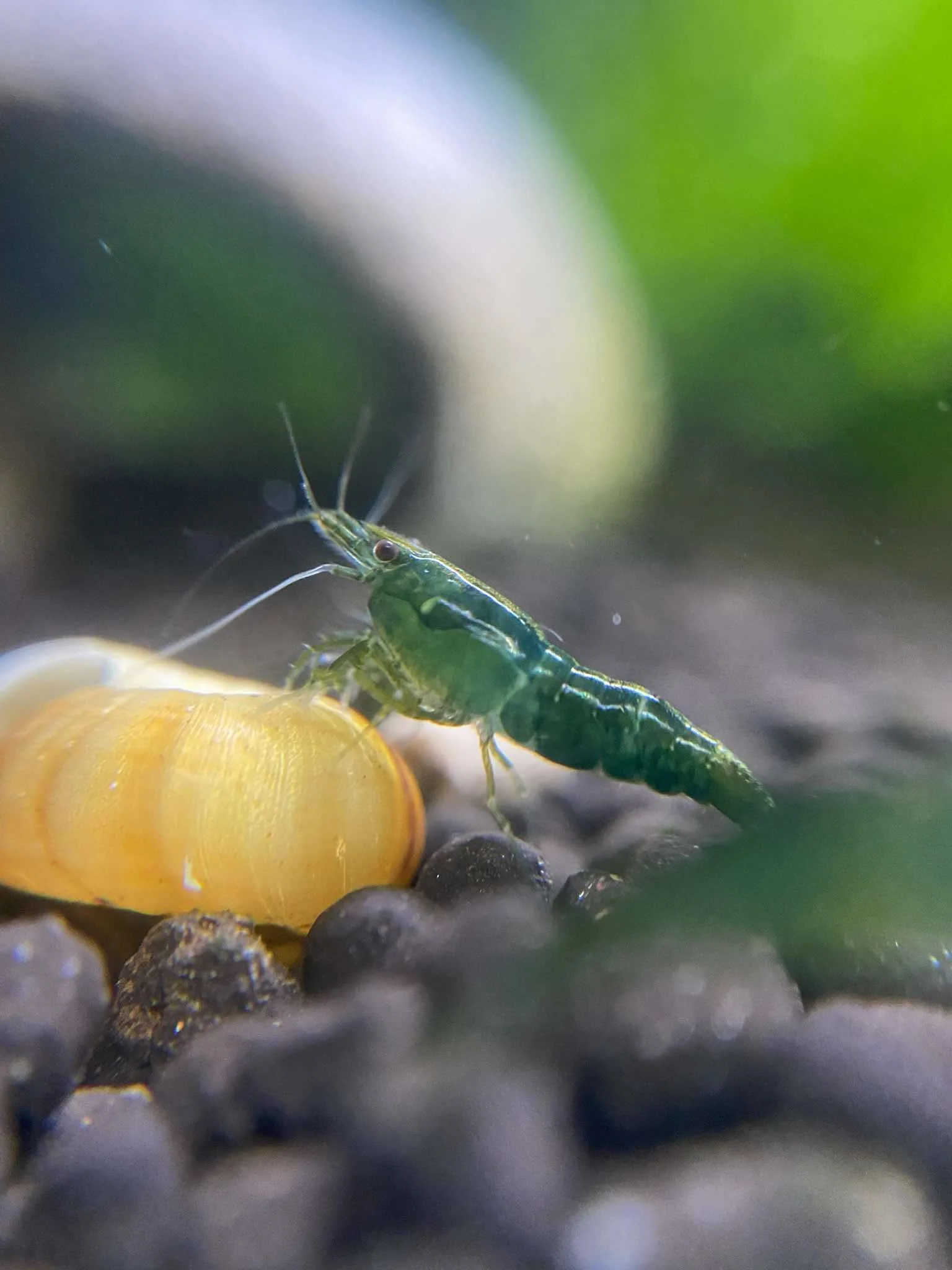 Cherry Shrimp In-Depth Care Guide: Advanced Tips for Healthy Shrimp