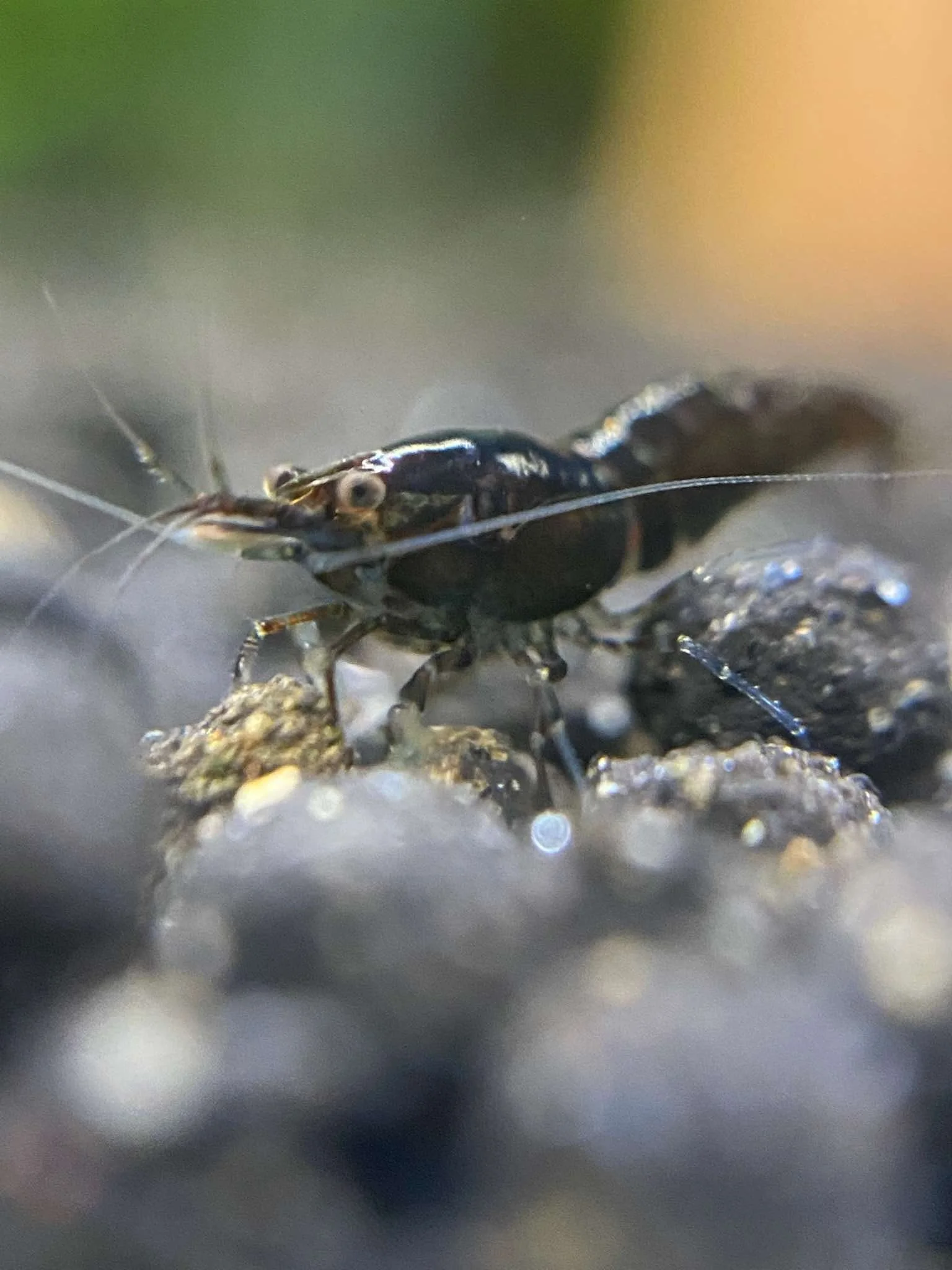 Cherry Shrimp Breeding Tips | Eggs, Shrimplet Care &amp; Colony Management