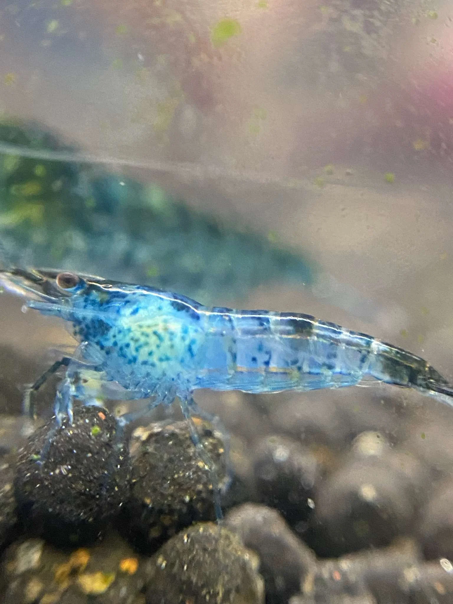Cherry Shrimp: Common Problems and Their Fixes