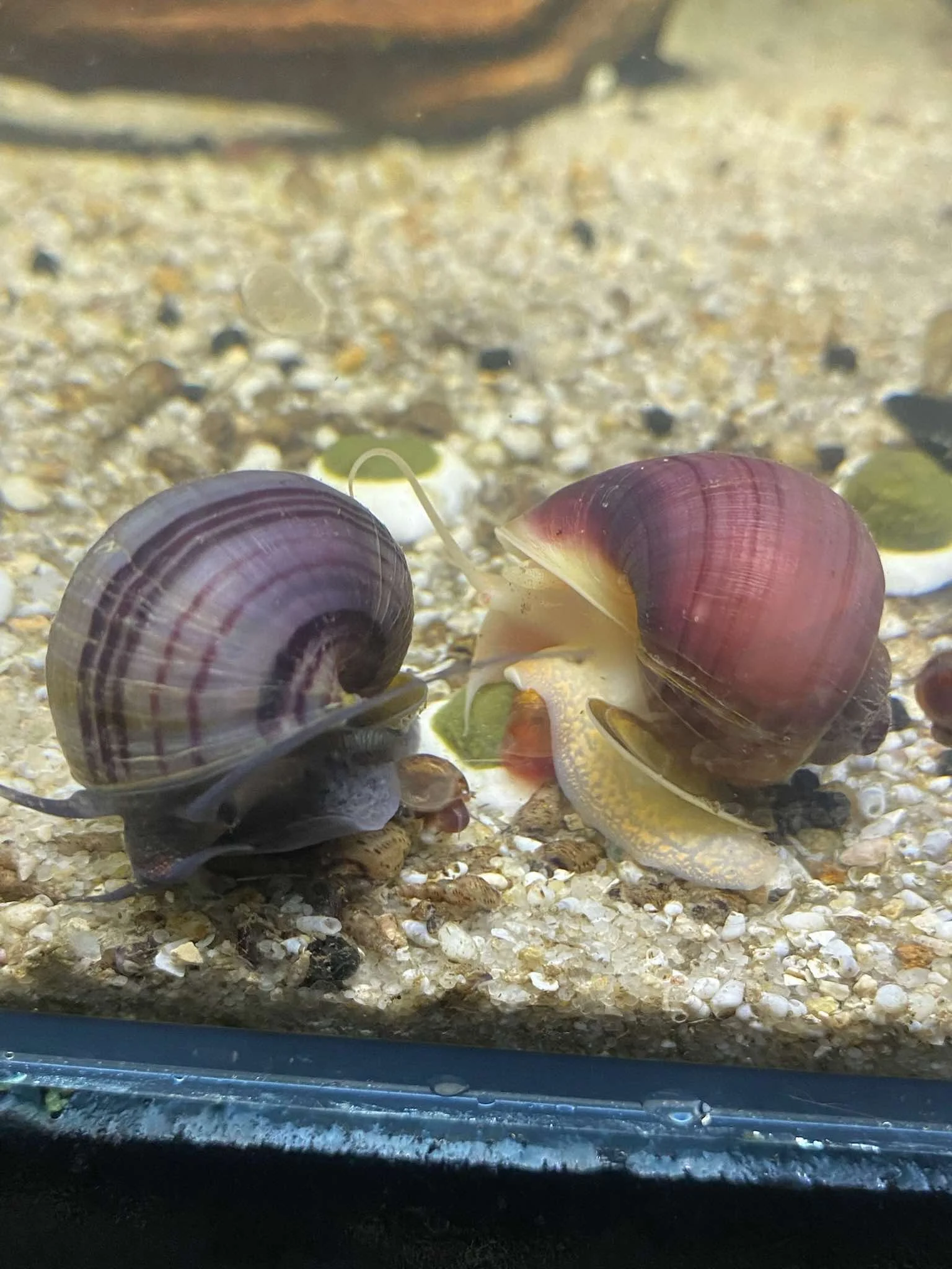 Mystery Snails Quick Care Guide