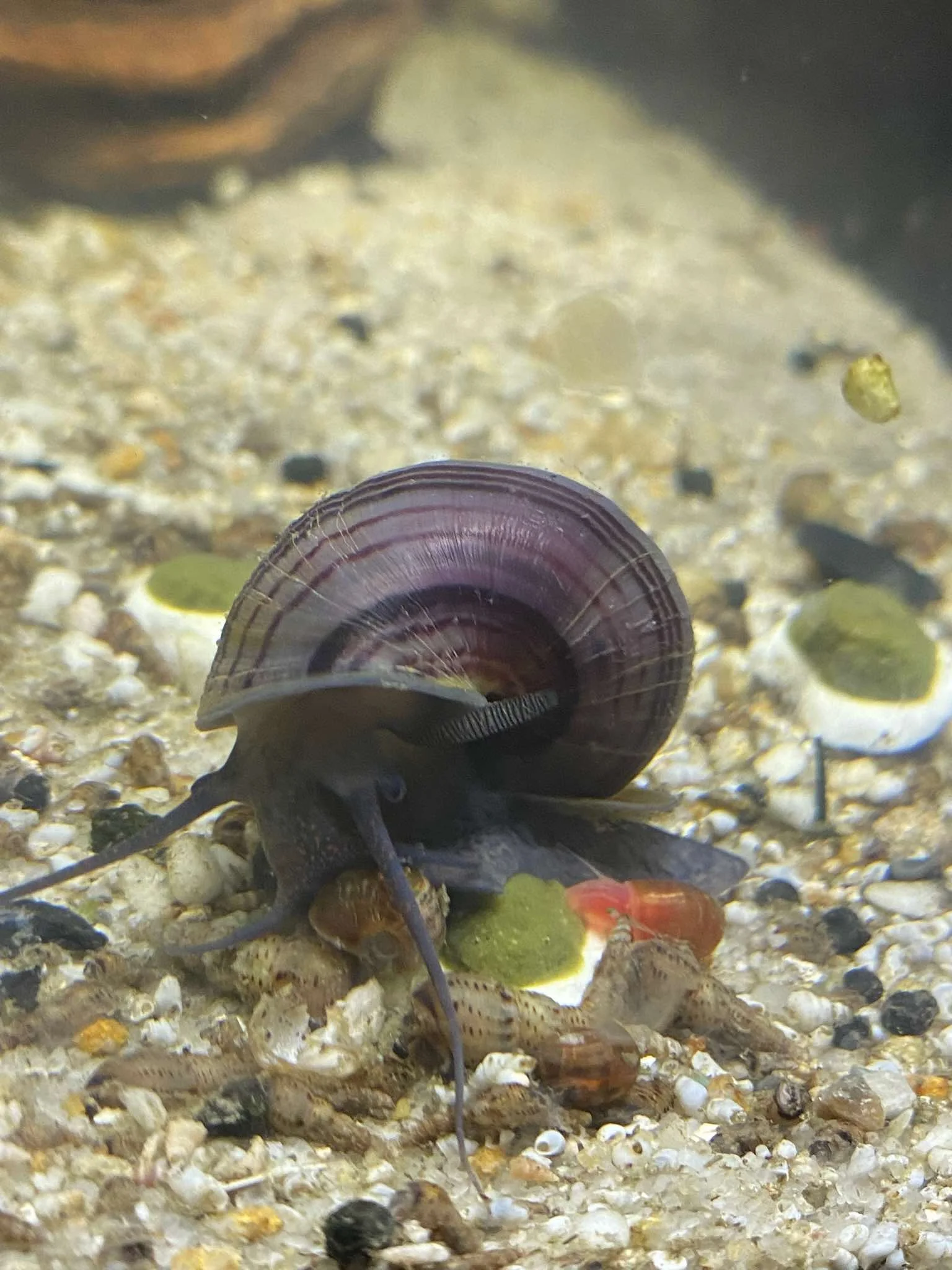 In-Depth Mystery Snail Care Guide