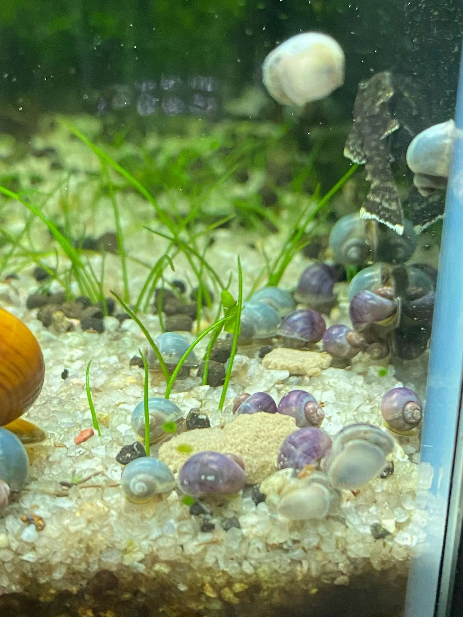 Mystery Snail Breeding
