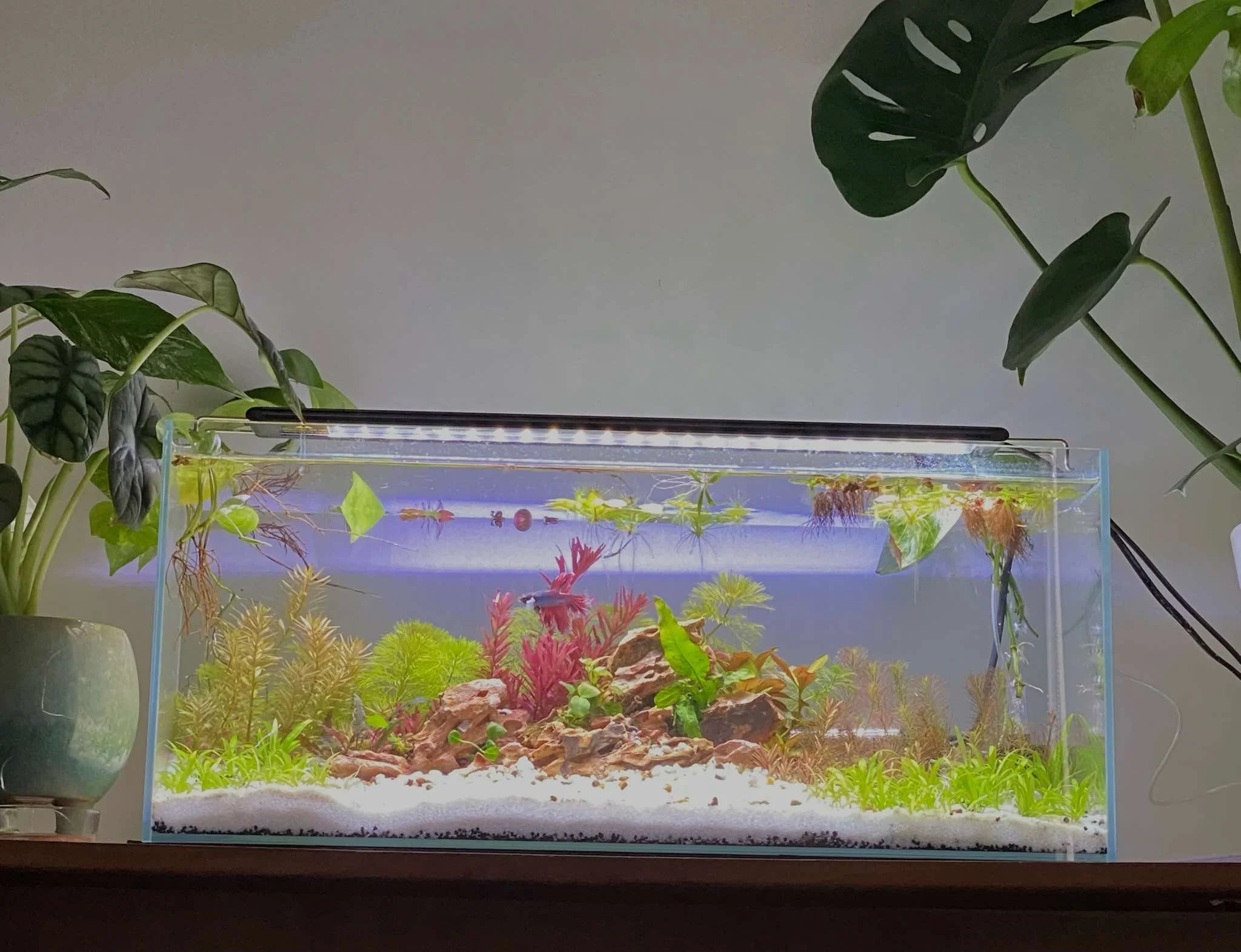 Quick Dot Point Guide: Is Fish Keeping Right for You?