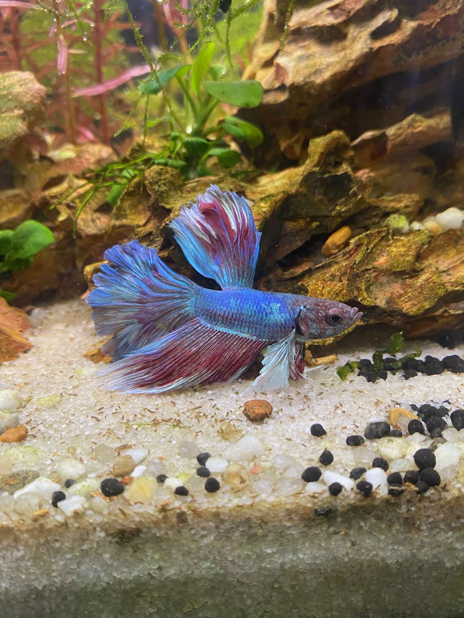 In-Depth Guide to Fish Keeping: The Complete Beginner’s Guide