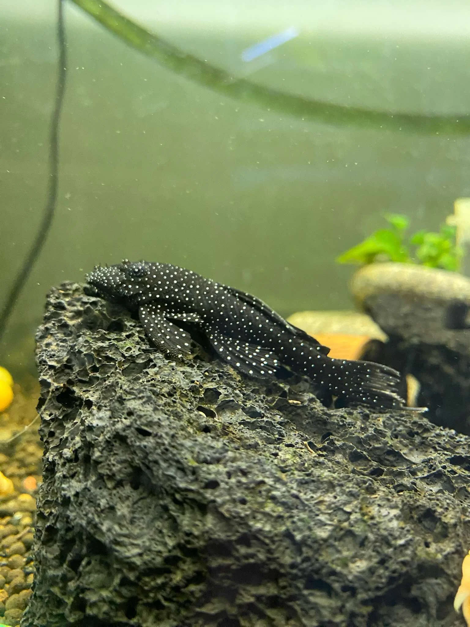 Common Aquarium Problems and How to Fix Them