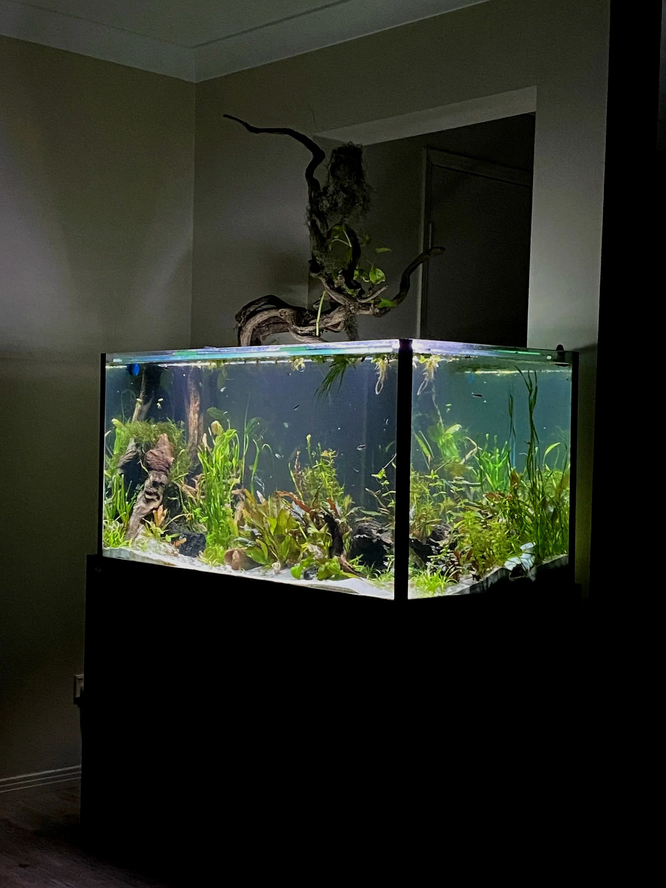Introduction to Aquariums Guide
