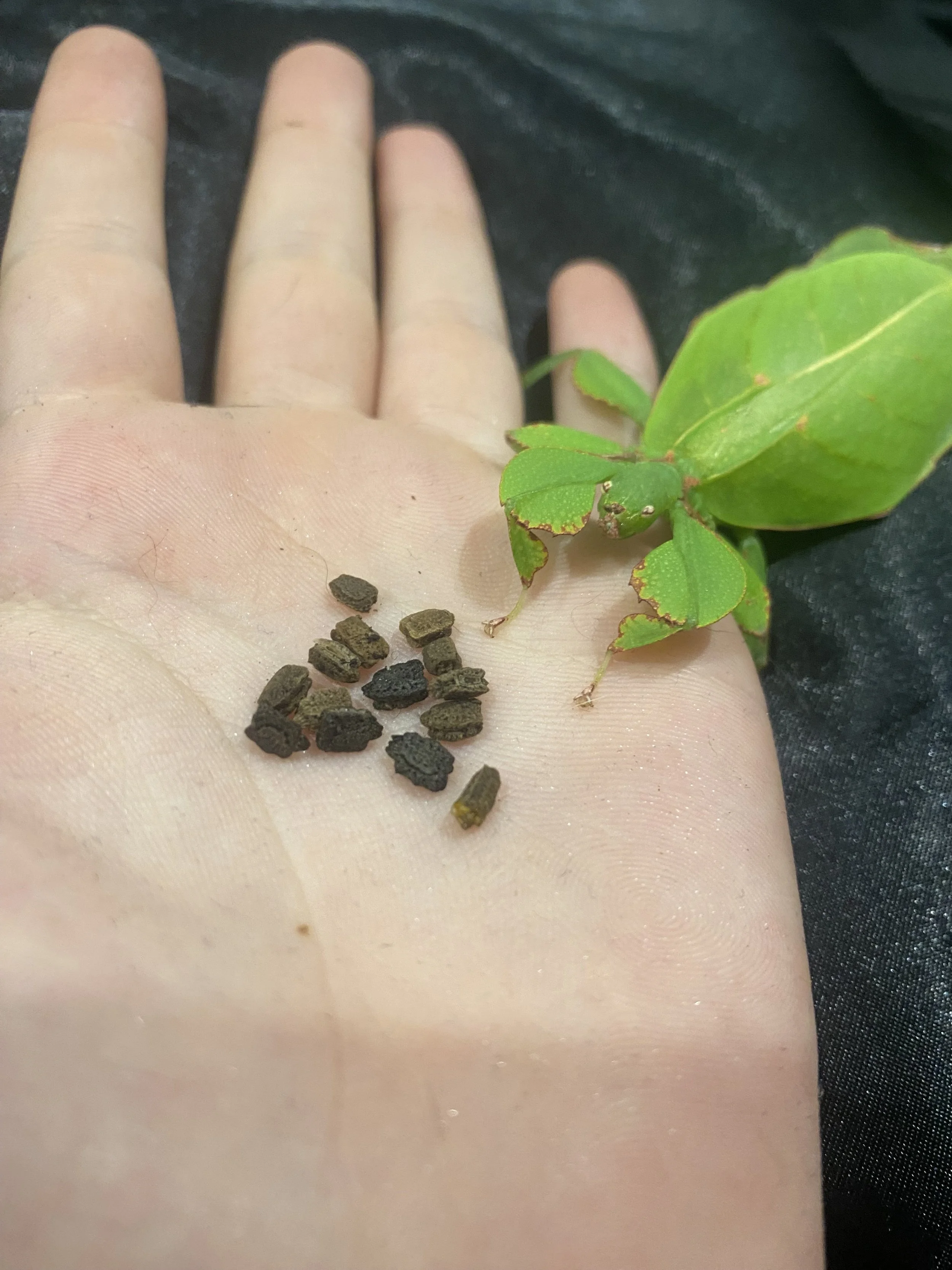 Leaf &amp; Stick Insects (Phasmids) Quick Beginner Guide 