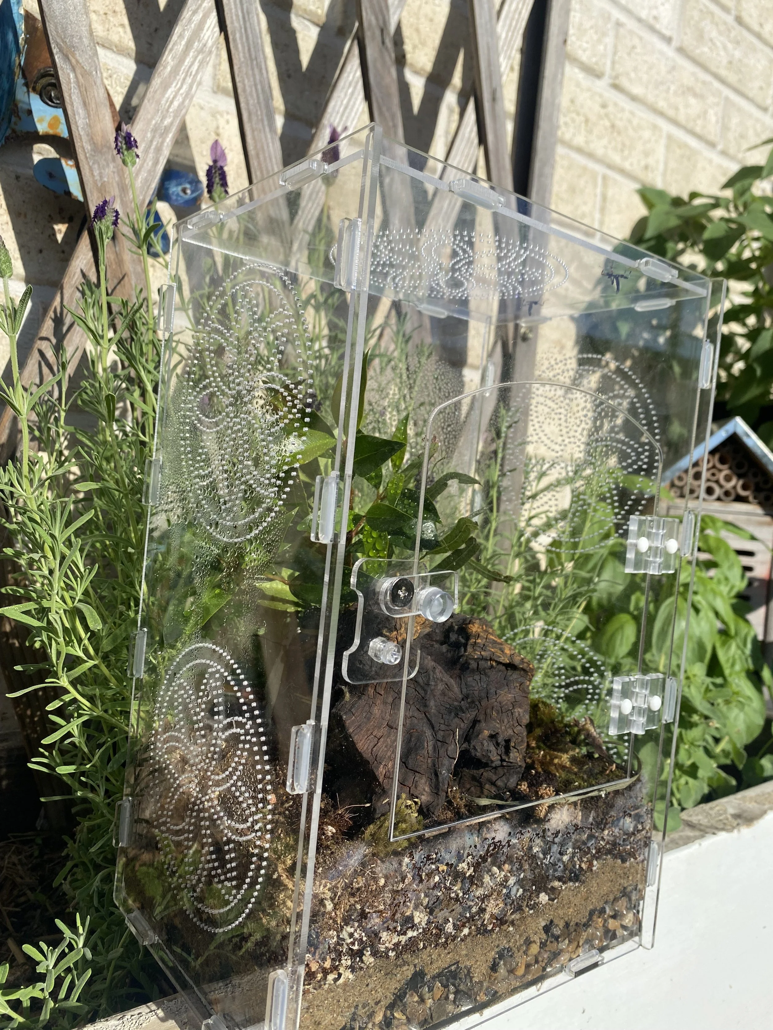 Springtail Beginner Guide and Uses – Mini Clean-Up Crew Powerhouses