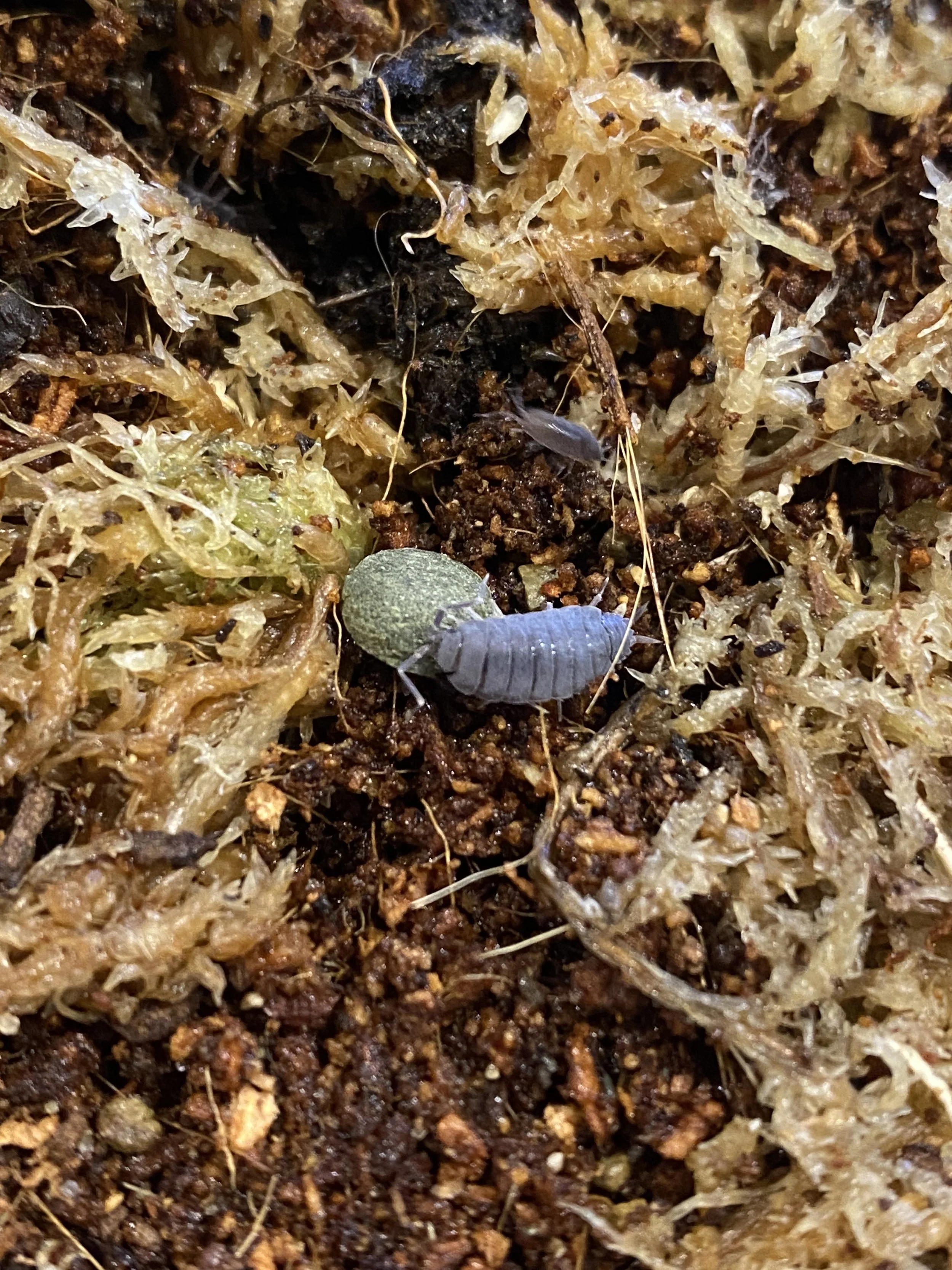 Australian Isopod Beginner Guide &amp; Uses – Pet, Clean-Up Crew &amp; Feeder Invertebrates