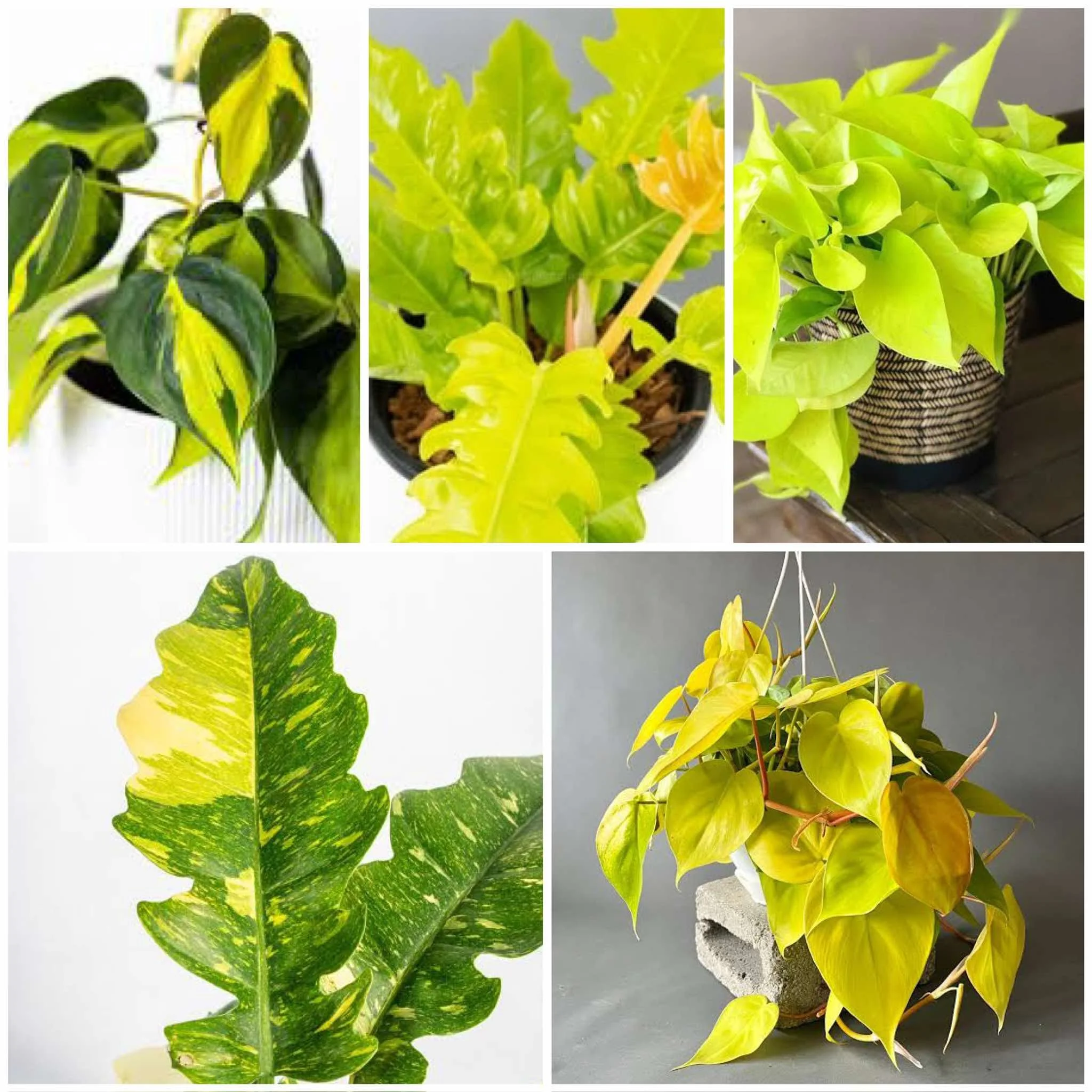 Introduction to Aquatic Plants and Houseplant &amp; Aquarium Tips and More