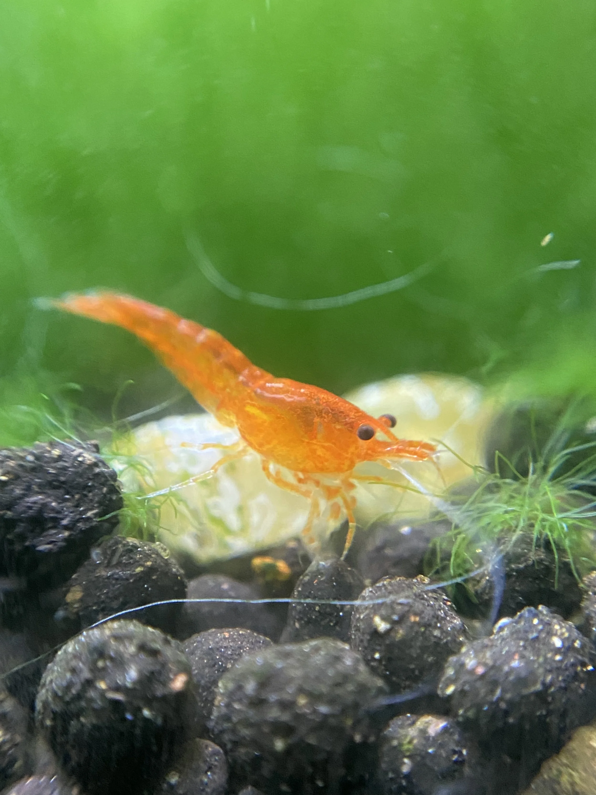 How to Properly Acclimate Your New Shrimp — Drip Acclimation Guide