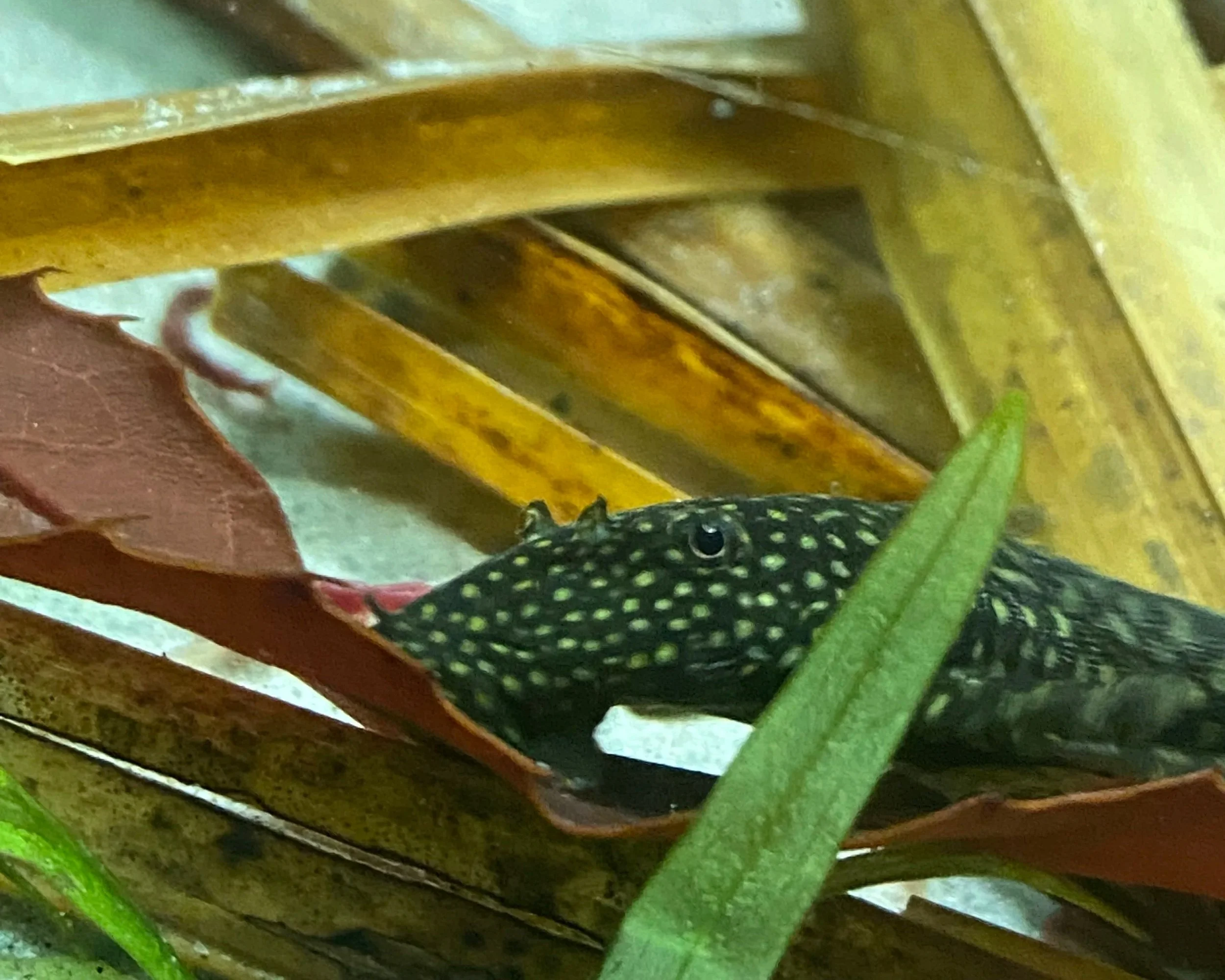 The Truth About “Cleaner Fish” in Aquariums: What Actually Works (and What Makes Things Worse)