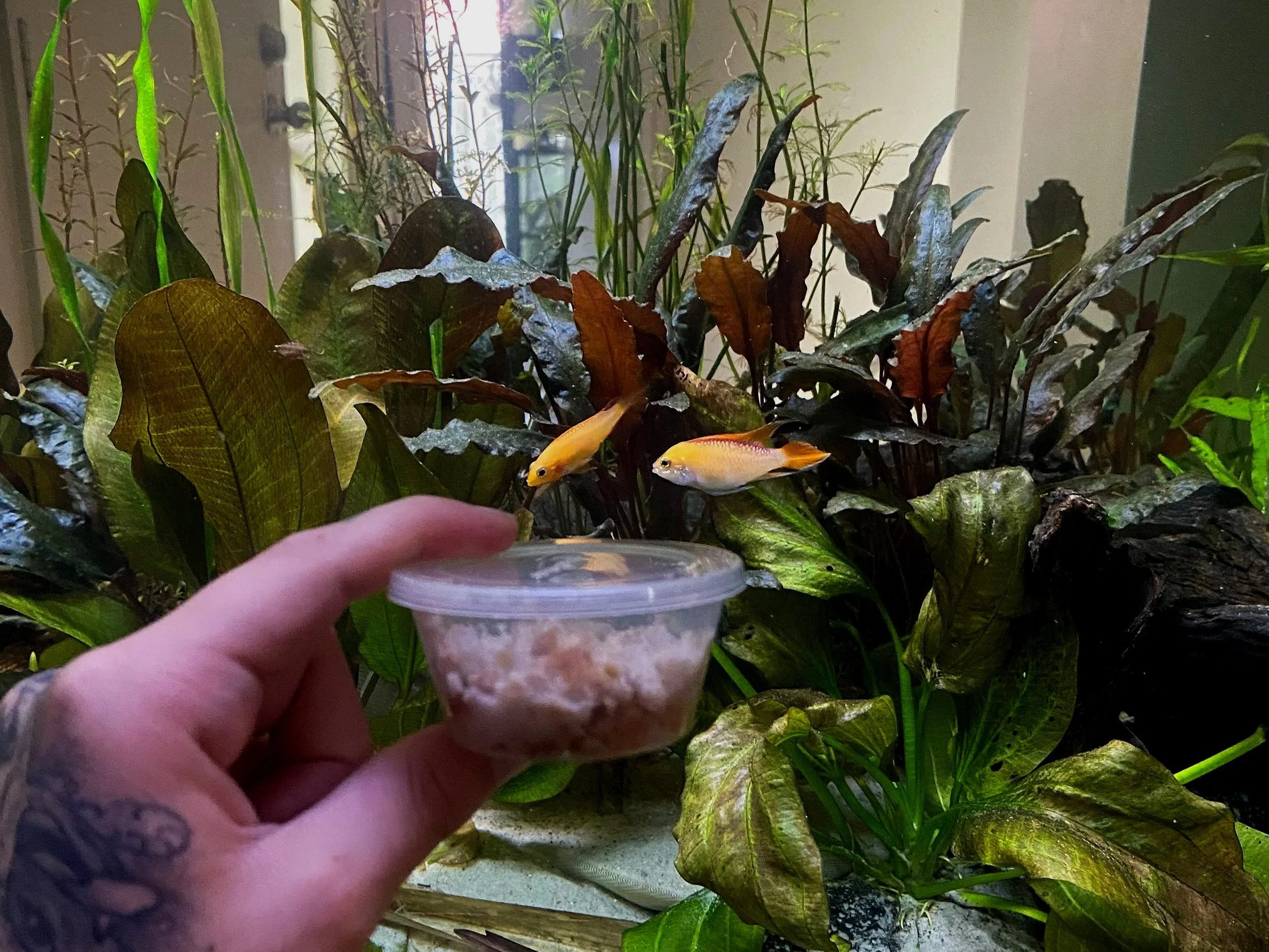 What Are Microworms? Benefits for Fry &amp; Adult Fish in Australia