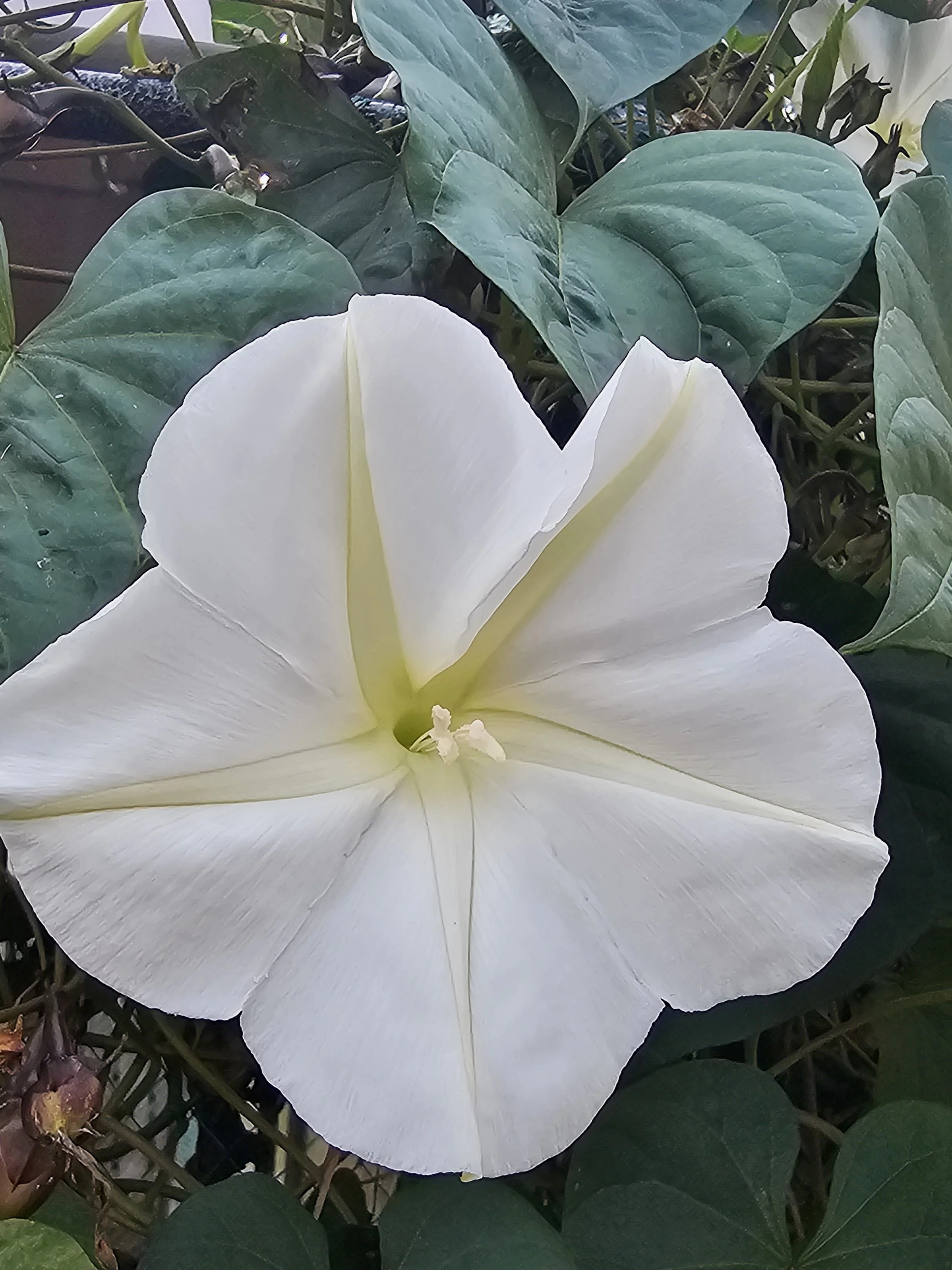 The Most Underrated Pollinator Plant for Australian Gardens: Why Moonflowers Belong in Every Moon Garden