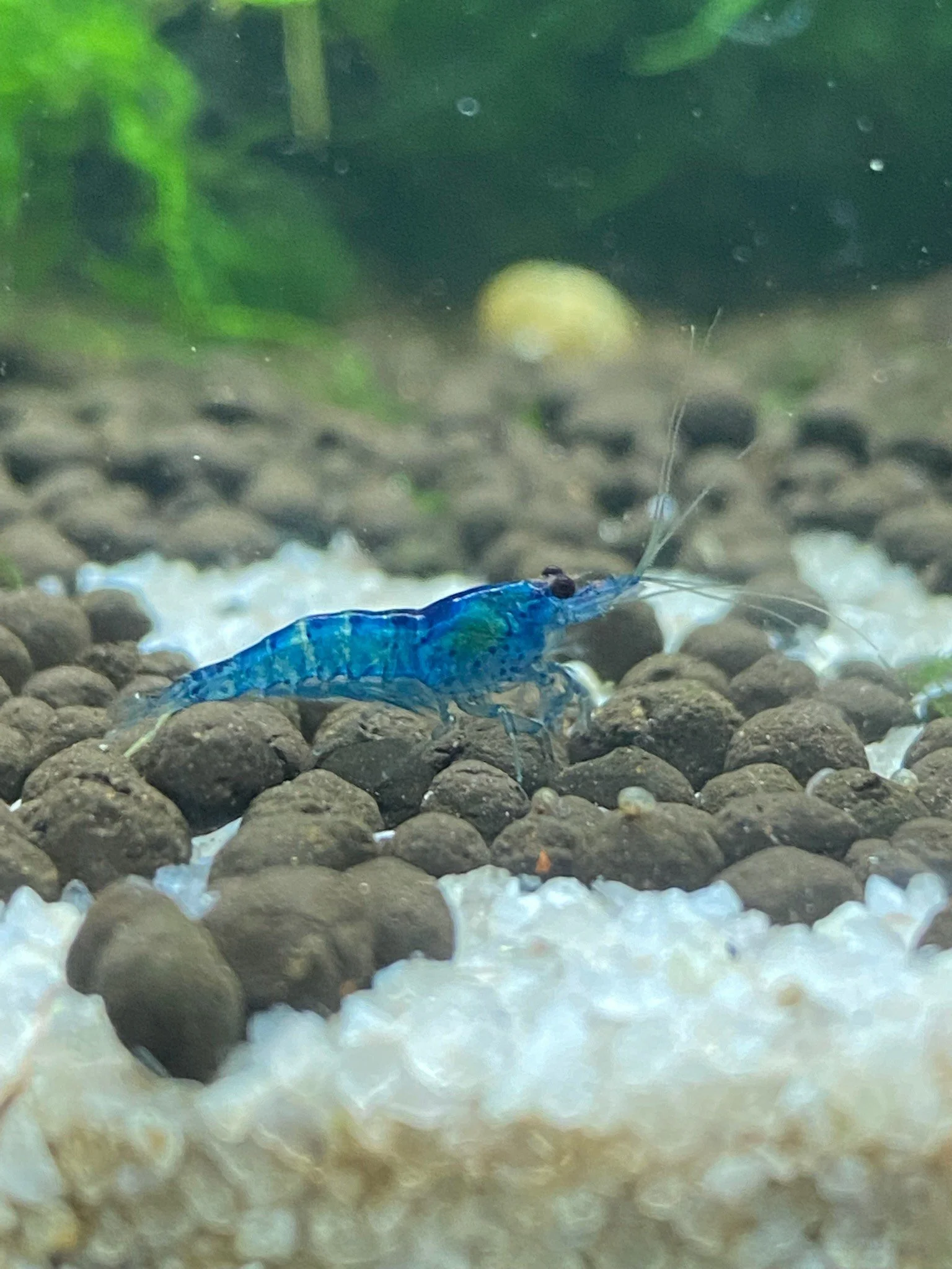 Blue Dream Cherry Shrimp
