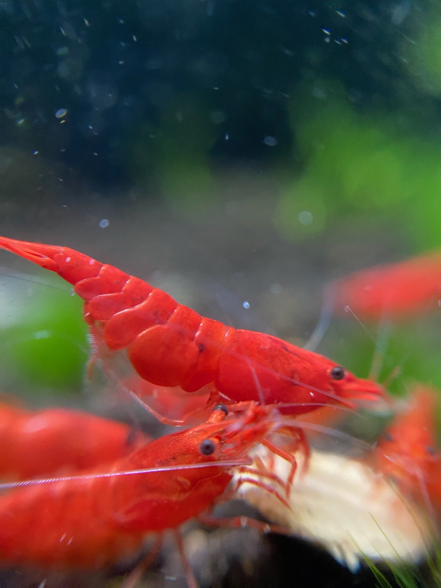 The Red Shrimp carefully inspects a new area before settling in, instinctively seeking out the safest spot to forage