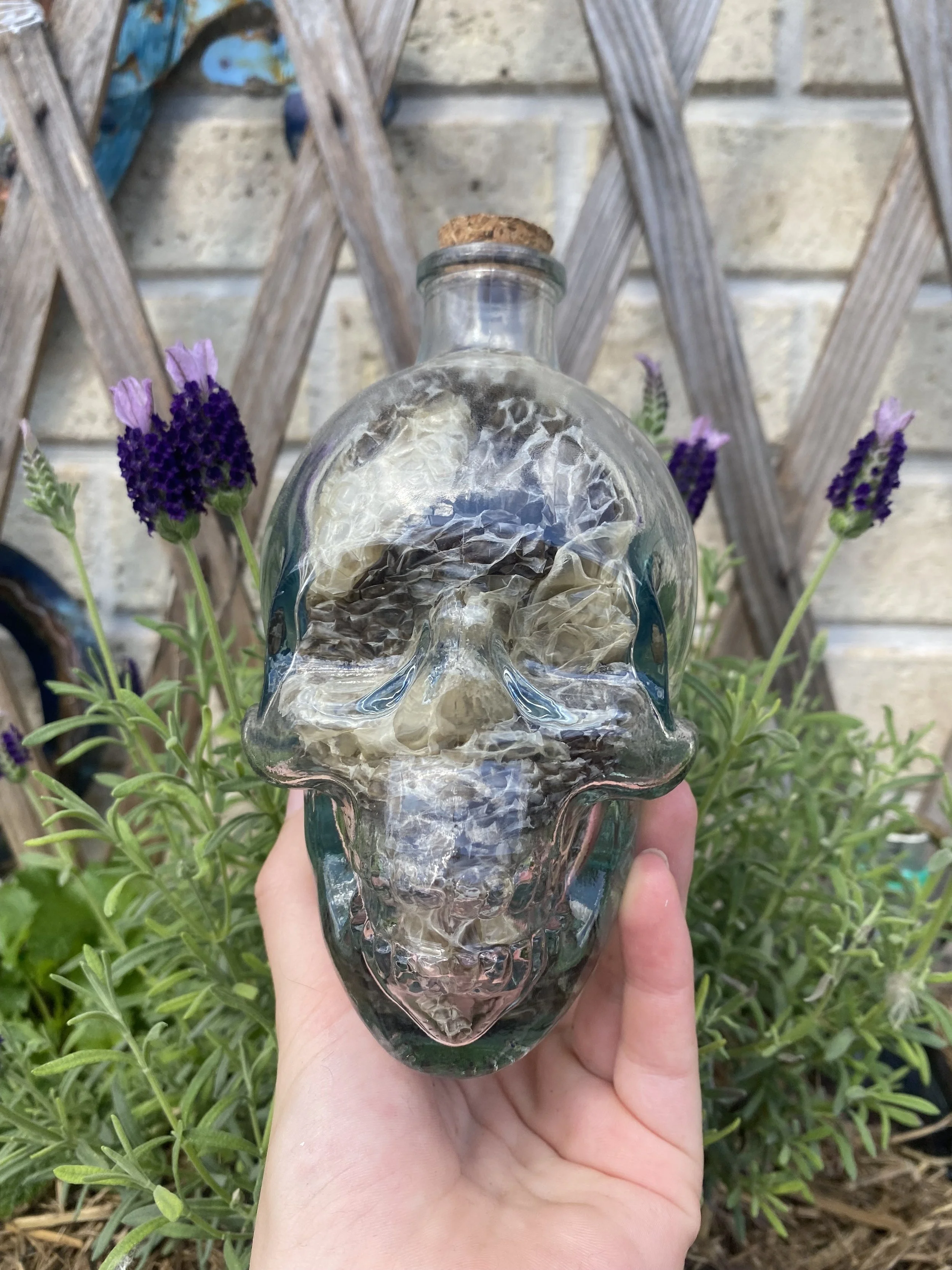 Snake Skin in a Skull Jar – Naturally Shed Snake Skin