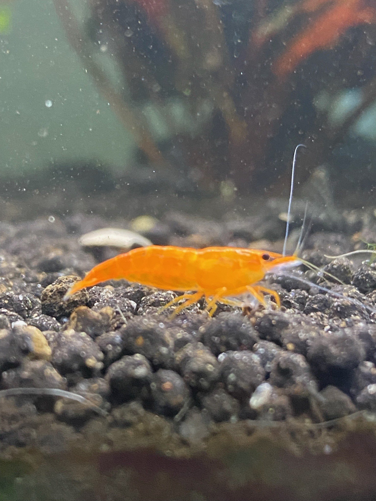 Sunkist Shrimp