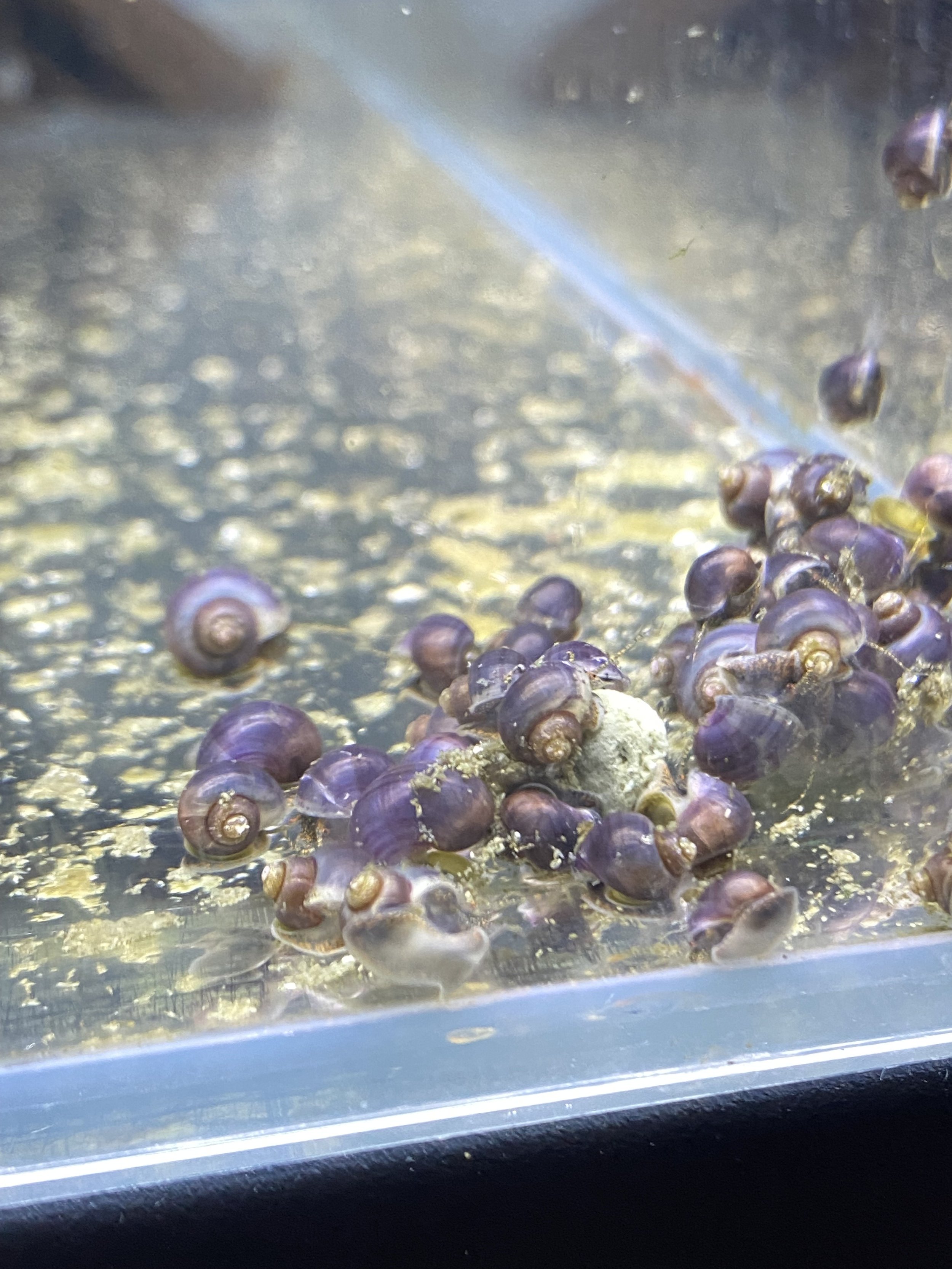 Resting on a vibrant green plant, the Purple Mystery Snail's smooth, spiraled shell creates a striking contrast against the lush aquarium foliage