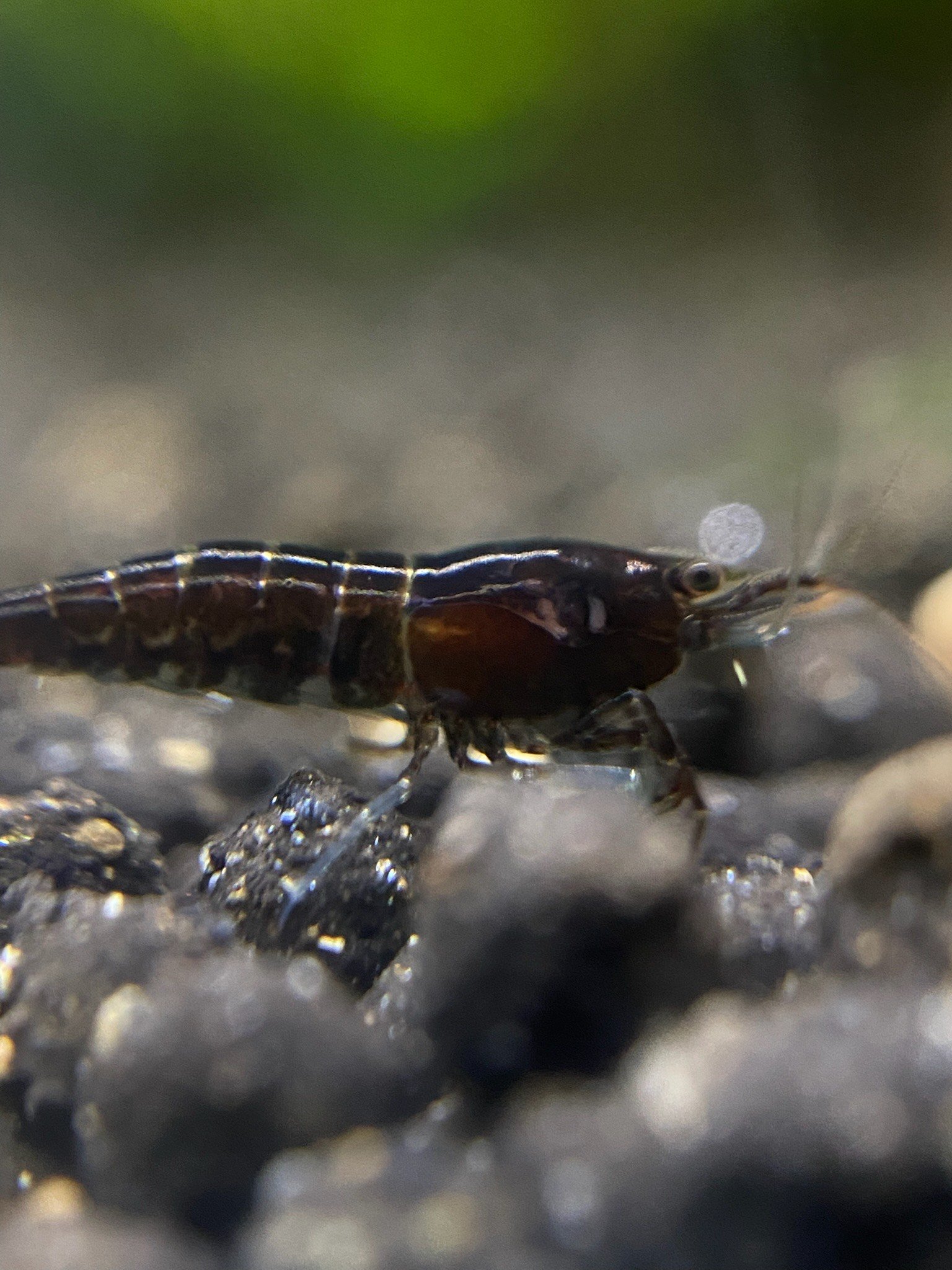 The Black Rose Shrimp slowly moves along a rock, using its delicate legs to forage while its deep black shell provides natural camouflage