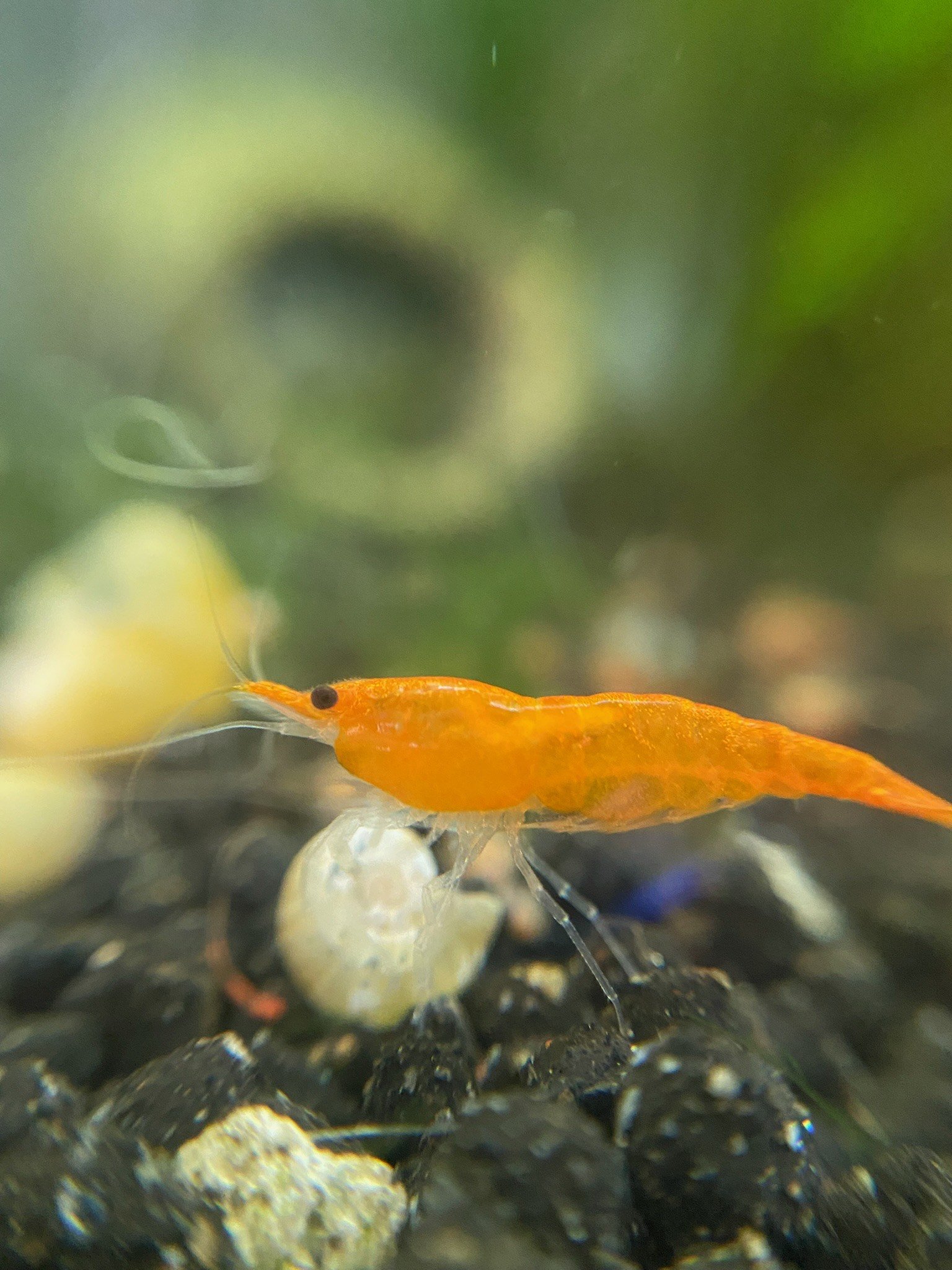 A vibrant Sunkist Shrimp crawls along the aquarium substrate, its bold orange body standing out against the natural surroundings.