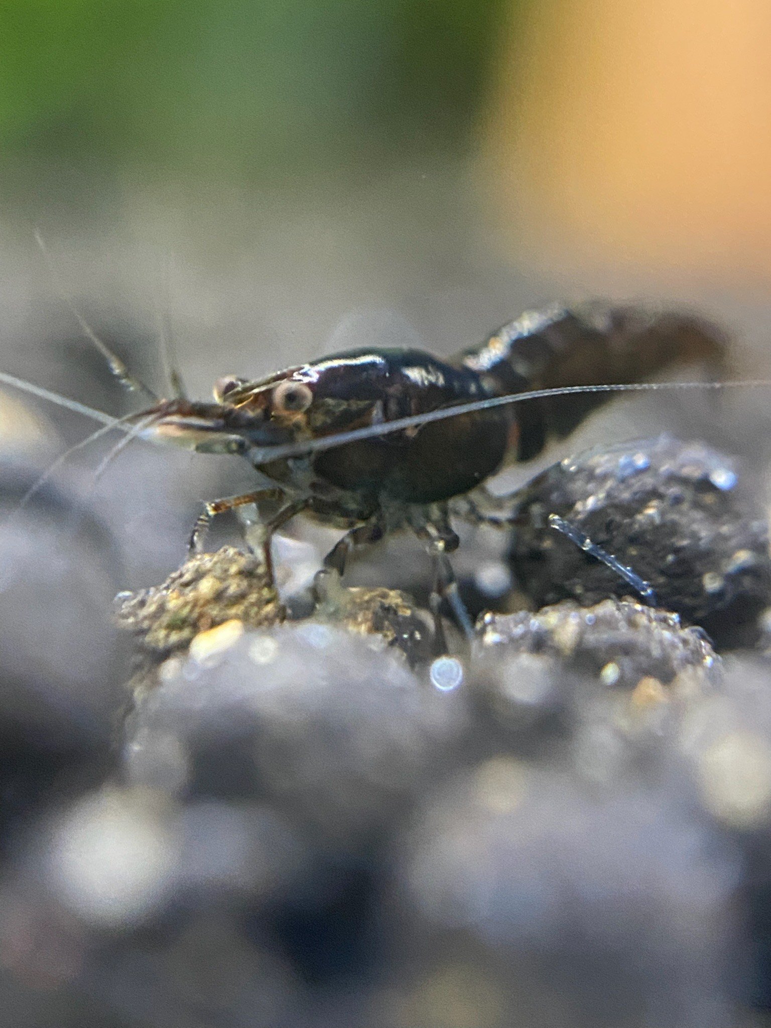 Black Rose Shrimp