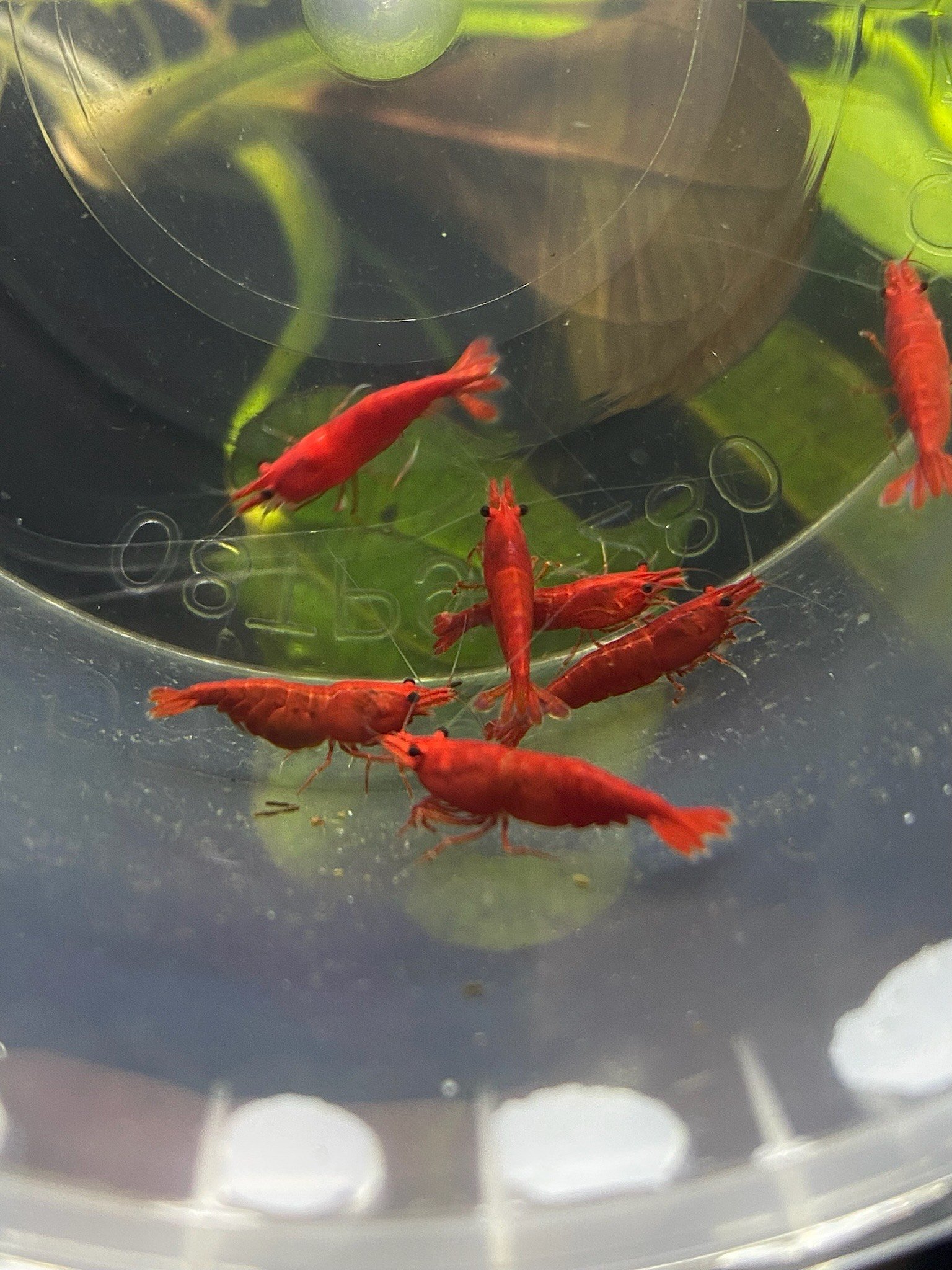 The Red Shrimp methodically picks at the tank floor, ensuring no leftover food or organic debris goes to waste.