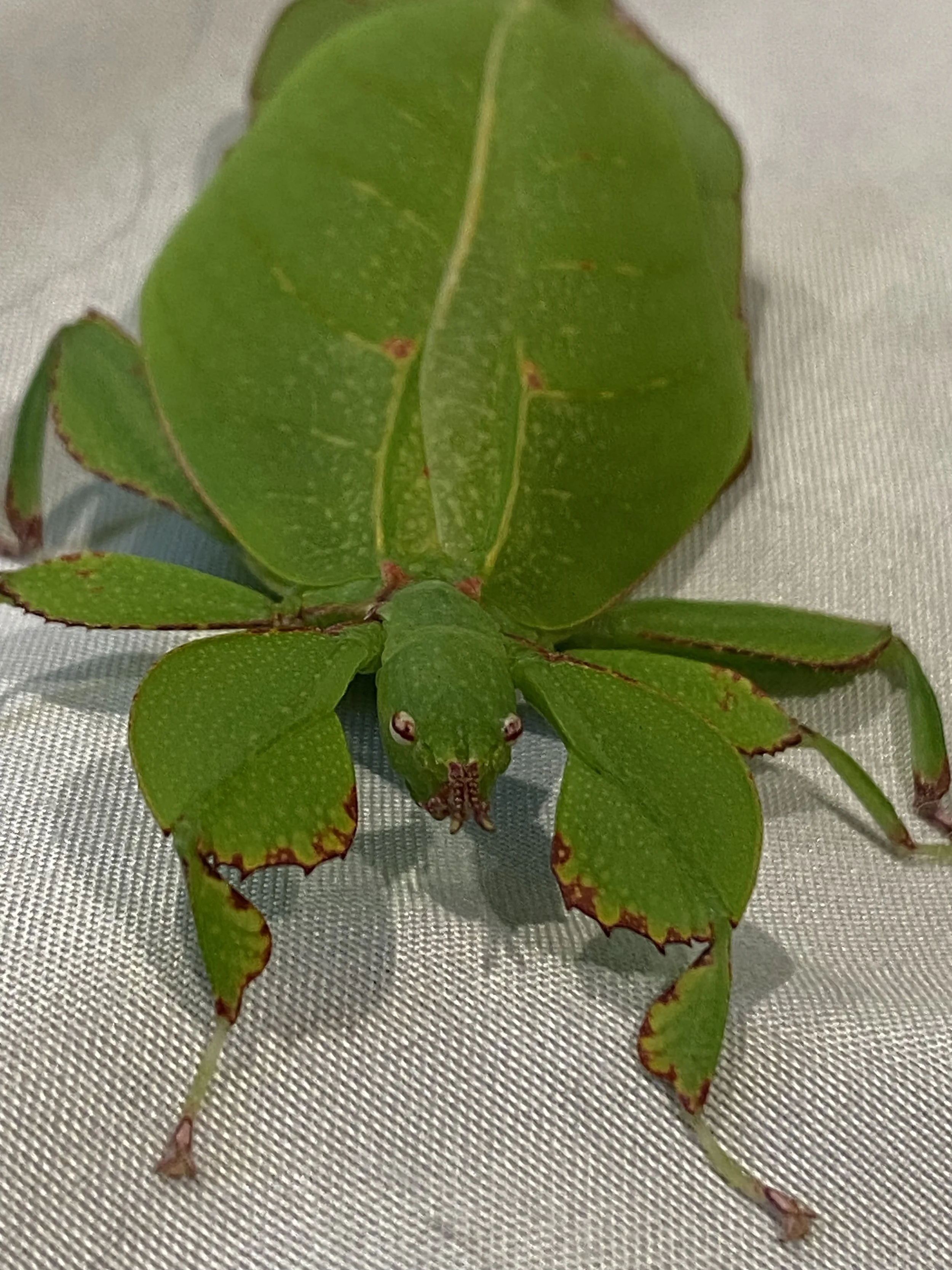 A close-up of a bright green leaf-tailed gecko with a small head and large eyes, lying on a light-colored fabric surface.