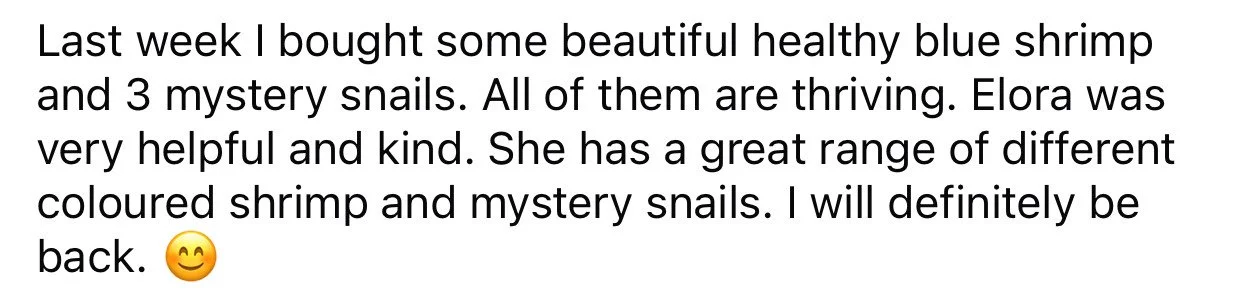 Text discussing buying blue shrimp and mystery snails, praising Elora's helpfulness and mentioning different colored shrimp and snails.