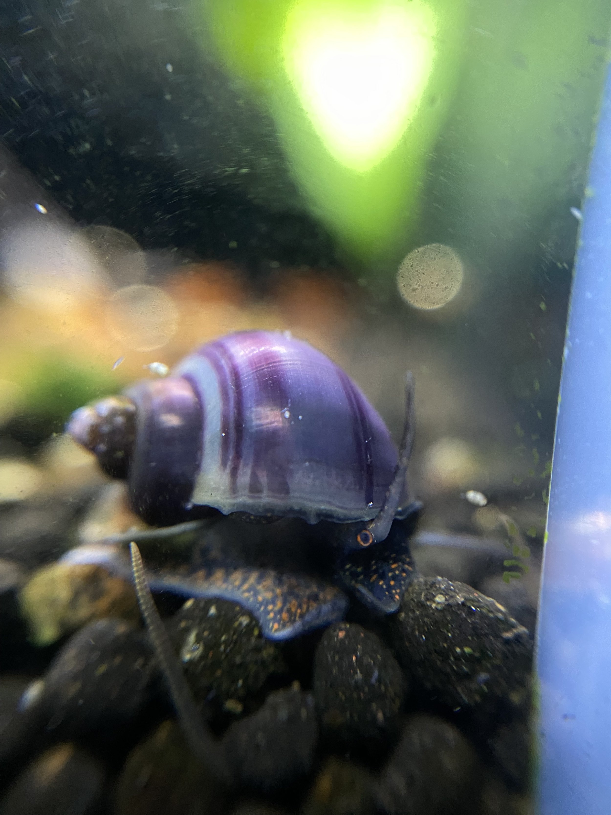 Purple Mystery Snail